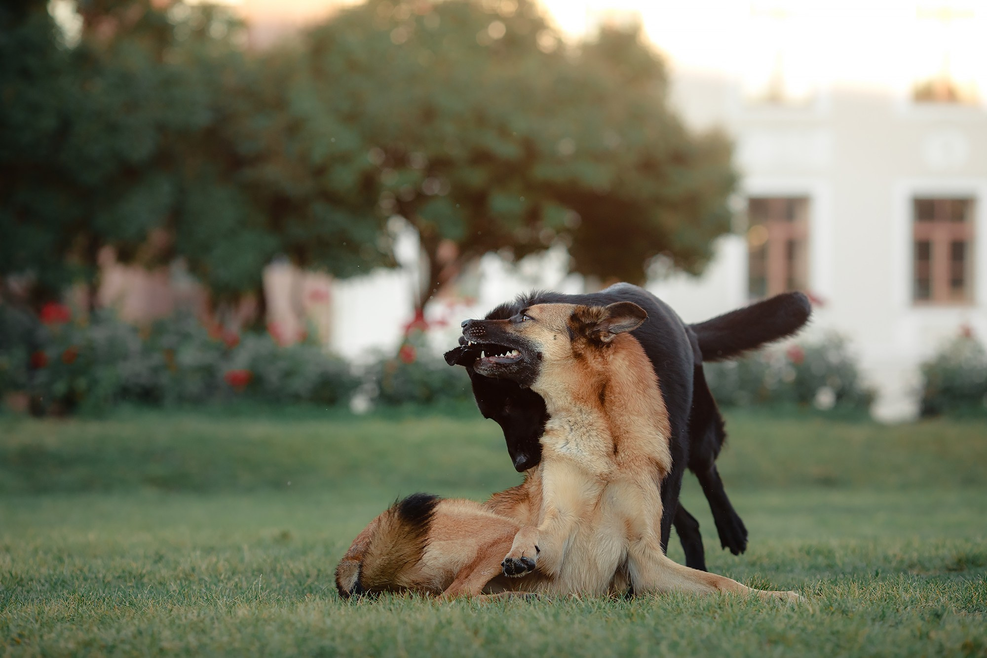 Алена, Кай и Мара. Фотограф-анималист Mary Mart — Москва, Питер