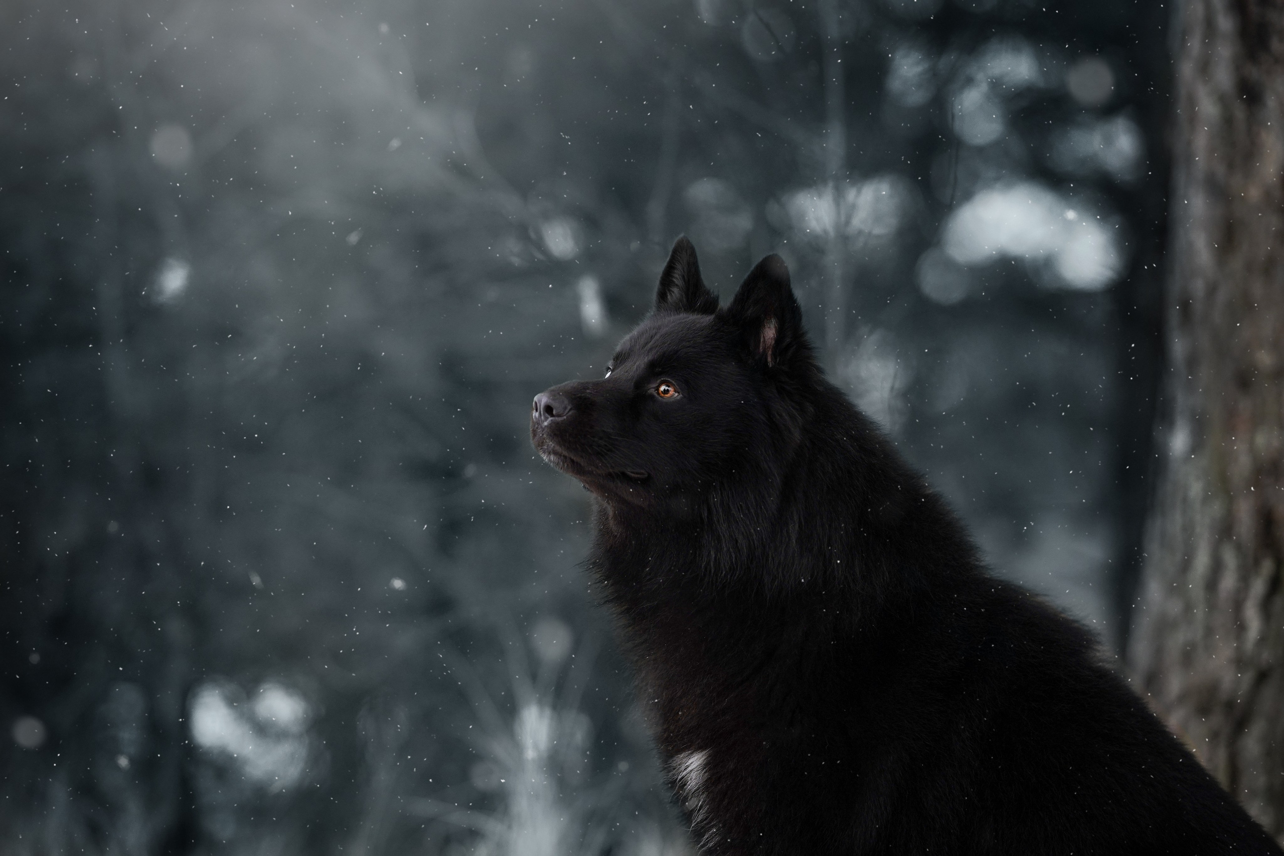 Лора Джанго и Хэппи. Фотограф-анималист в Санкт-Петербурге Яна Мартынова