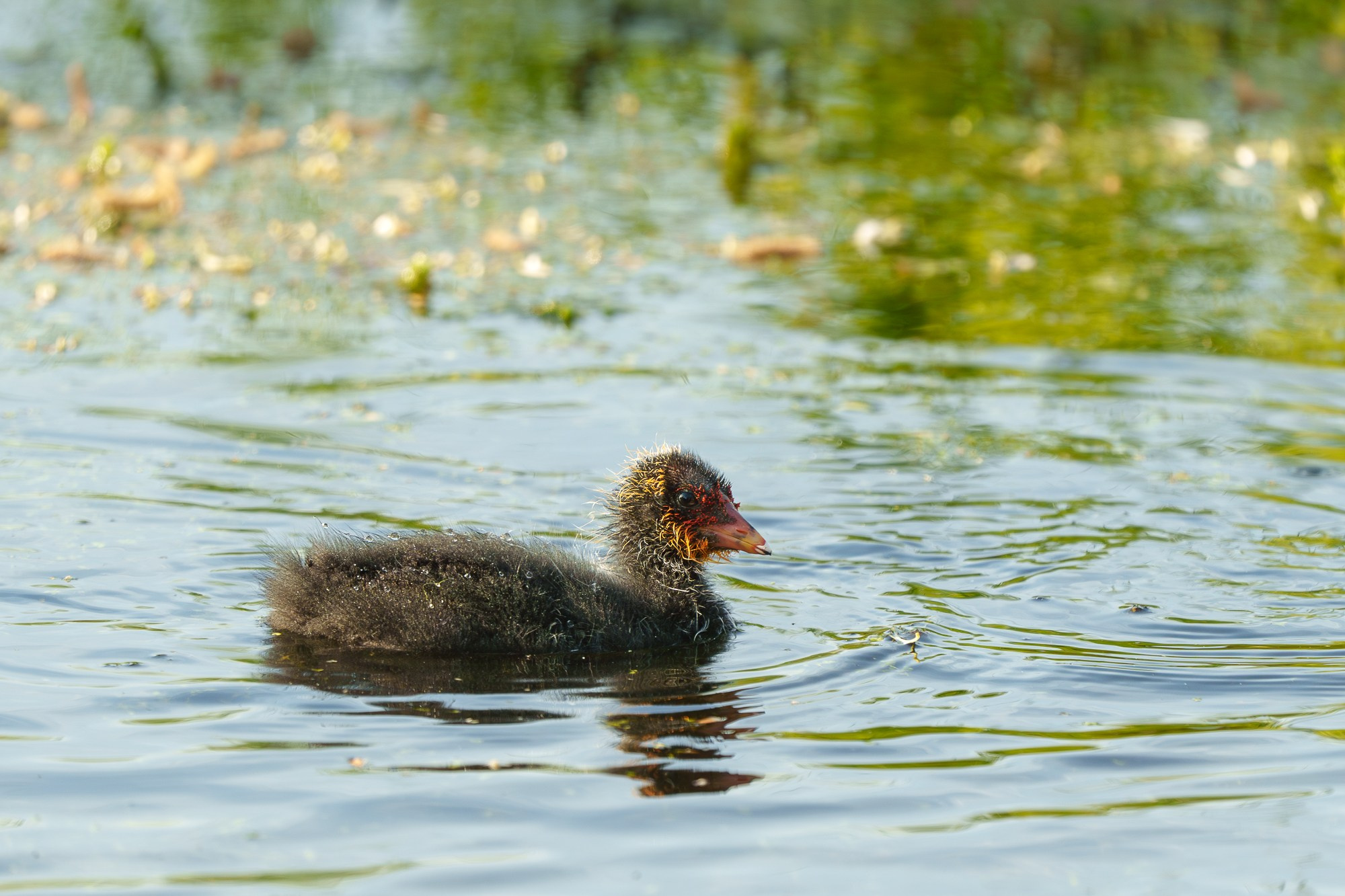 Удивительные мир птиц. Вокруг нас столько прекрасного — присмотритесь!. Ваш личный фотограф Марина Волкова