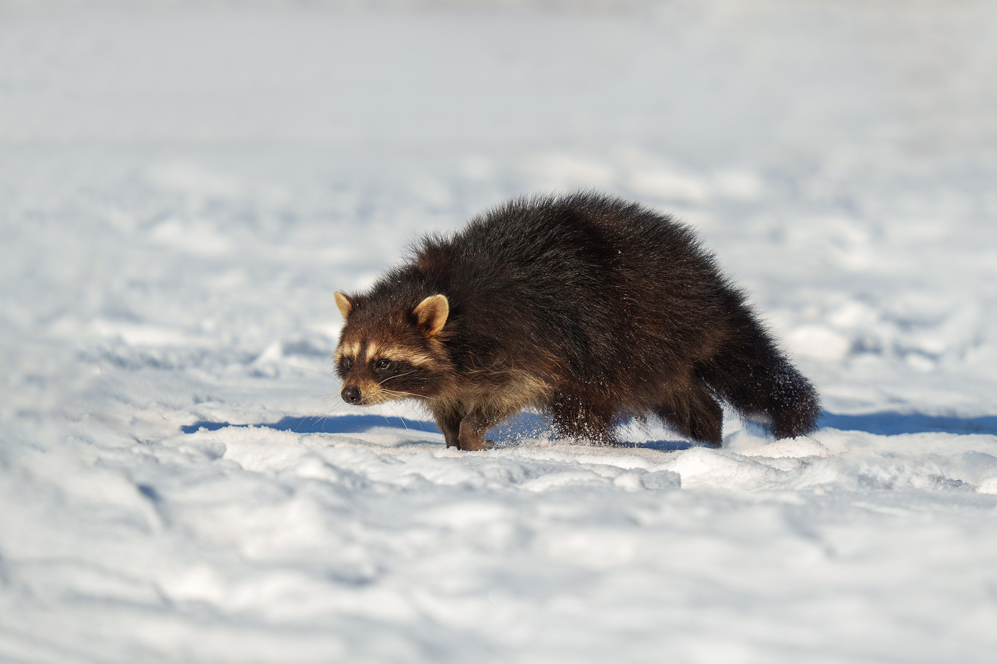 Животные. Ваш личный фотограф Марина Волкова