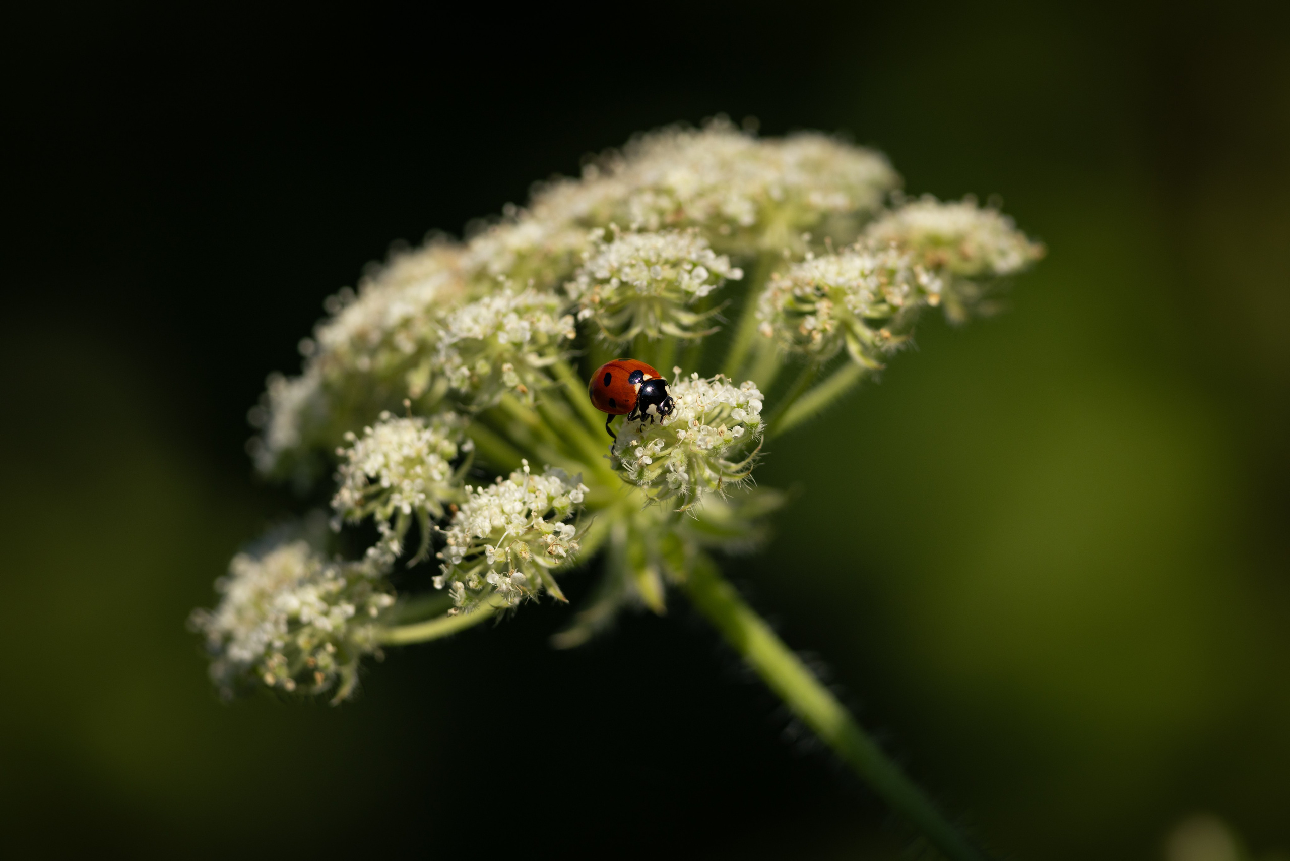 Voronezh 2026. Anton Chernov | Wildlife photographer