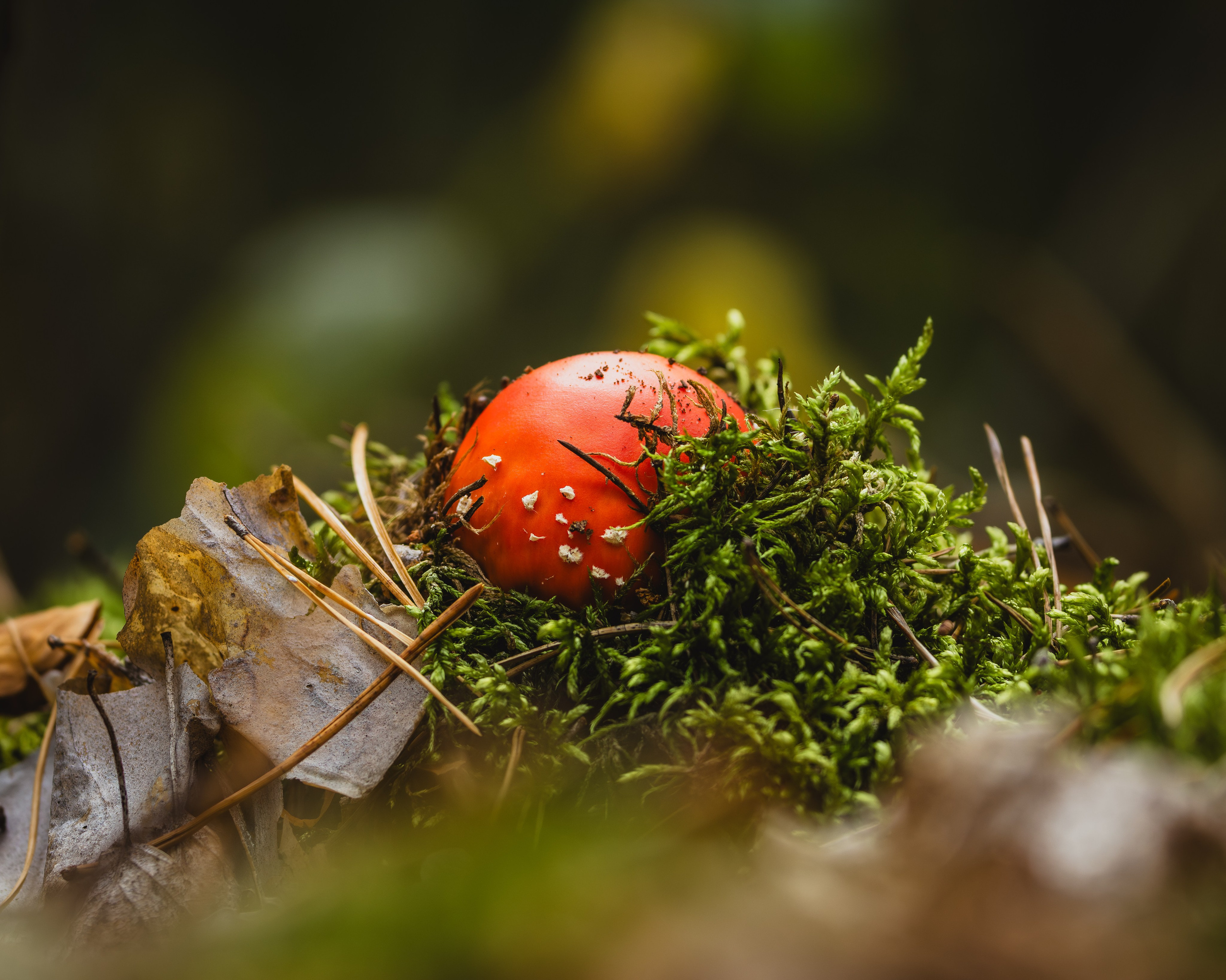 Voronezh 2025. Anton Chernov | Wildlife photographer
