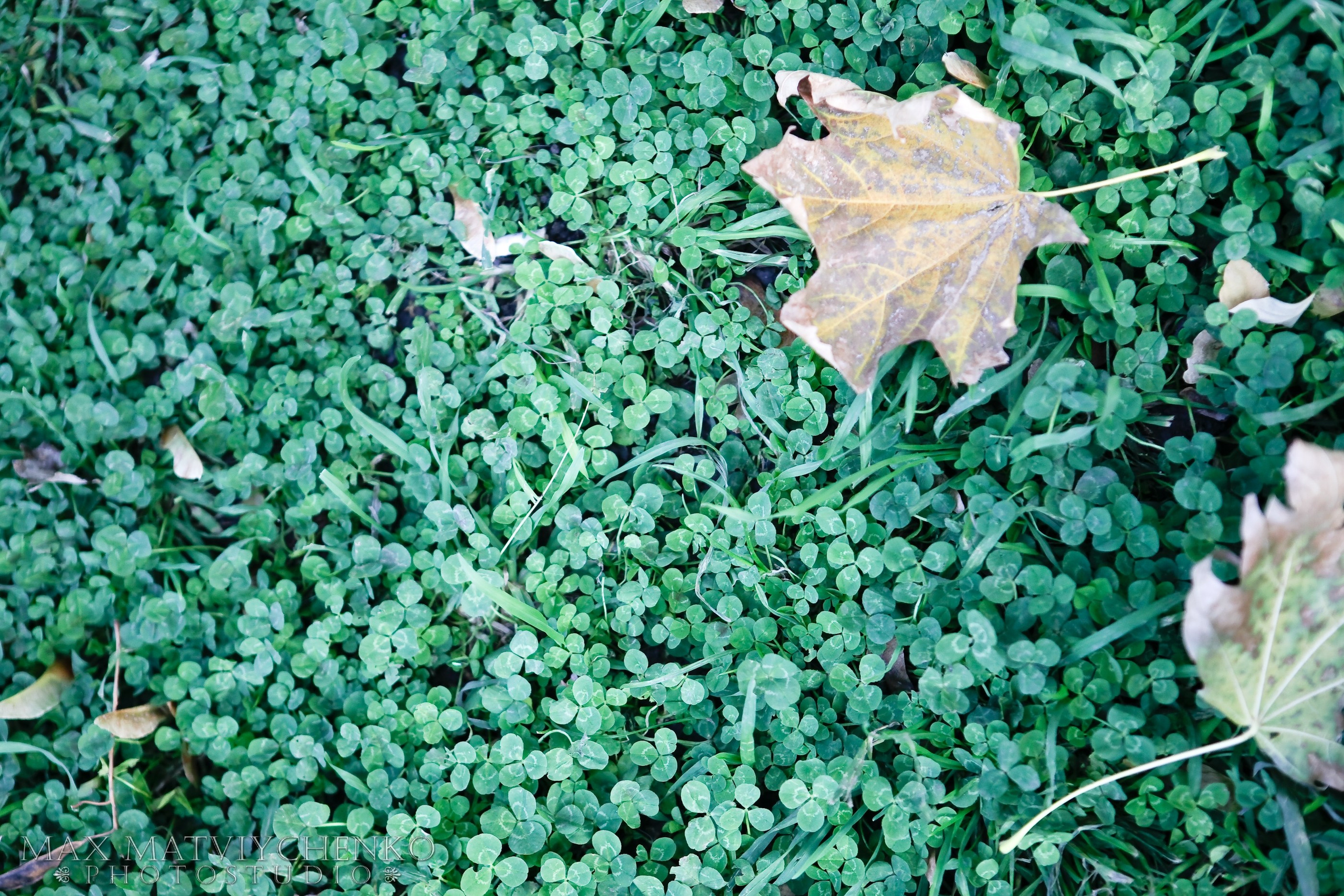 Прогулка/Walk. Максим Матвийченко и Виктория Басова профессионалы своего дела