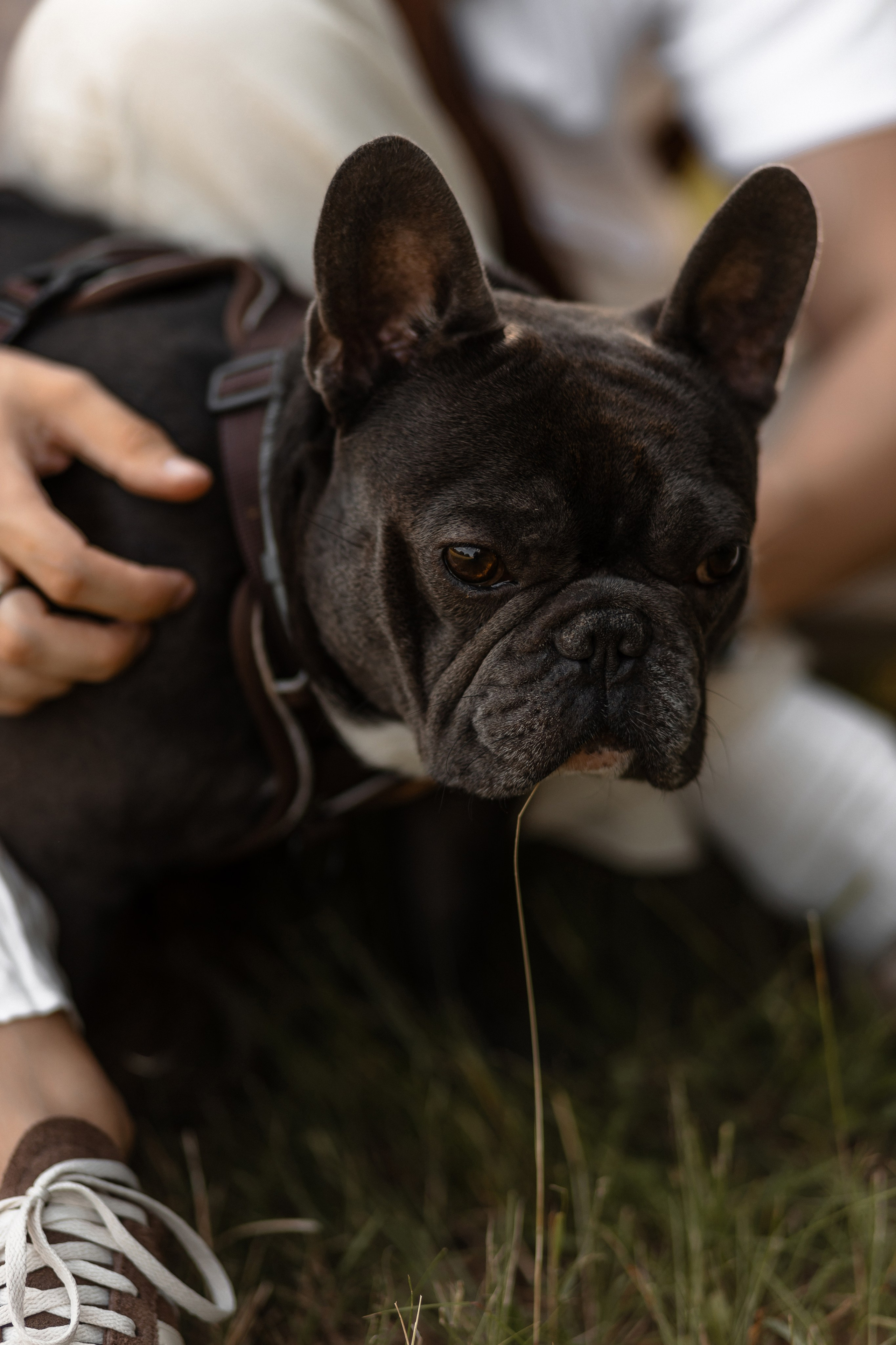 Юля, Паша, Тони. Свадебный фотограф Елена Ловцевич