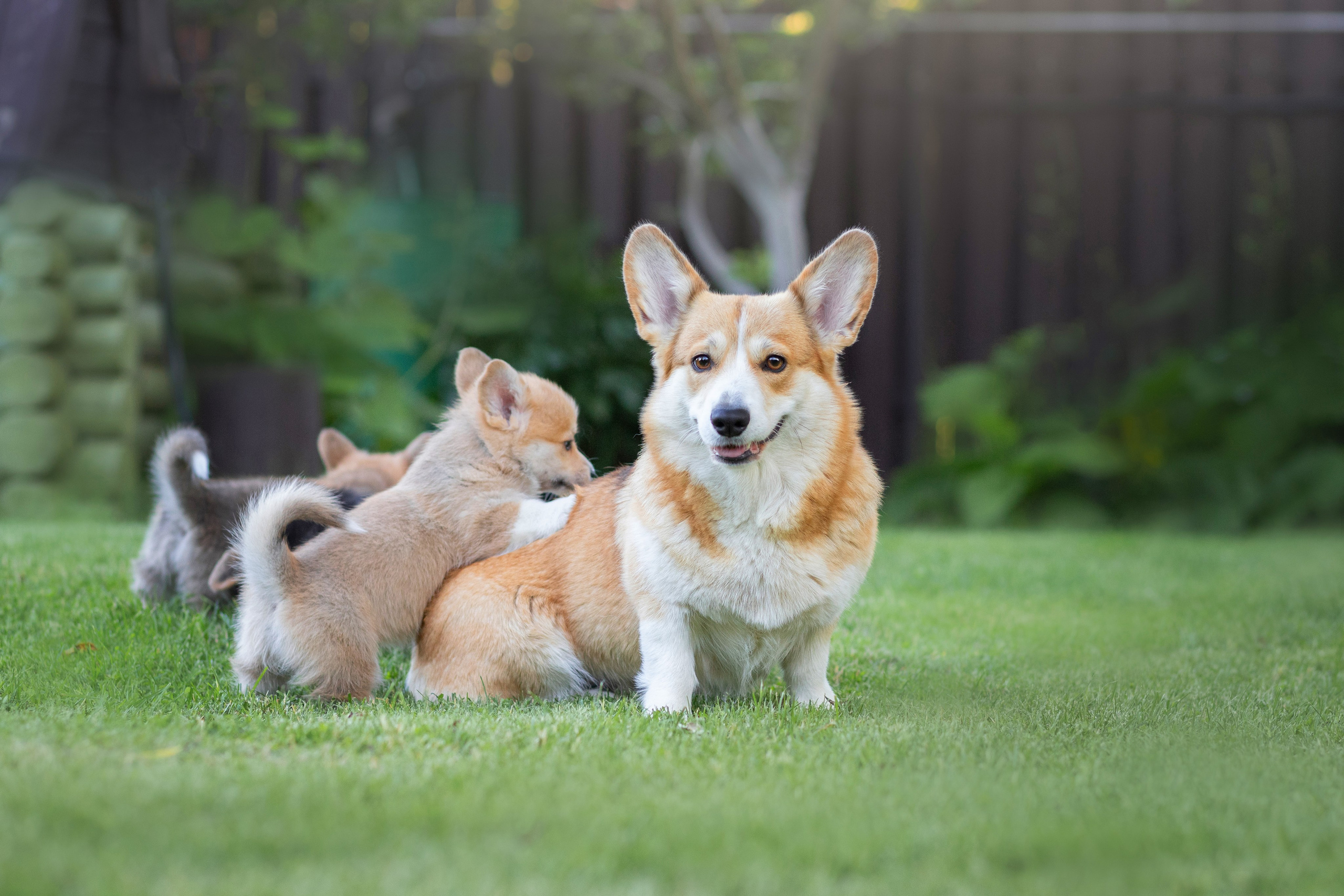 Фотосъёмка собак. Семейный и анималист фотограф в Переславле Анастасия Гусева