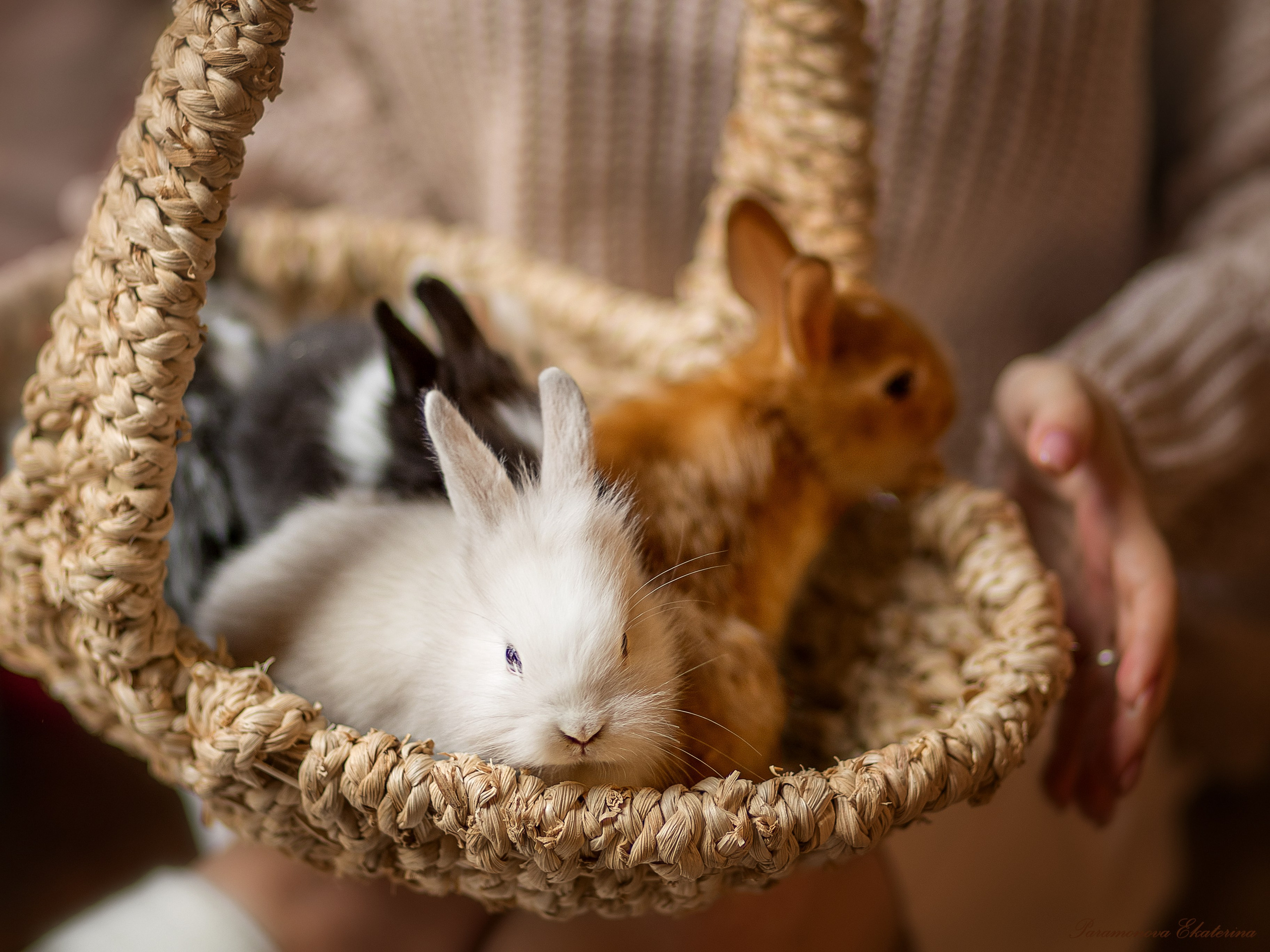 Кроли. Семейный и детский фотограф В Москве Парамонова Екатерина