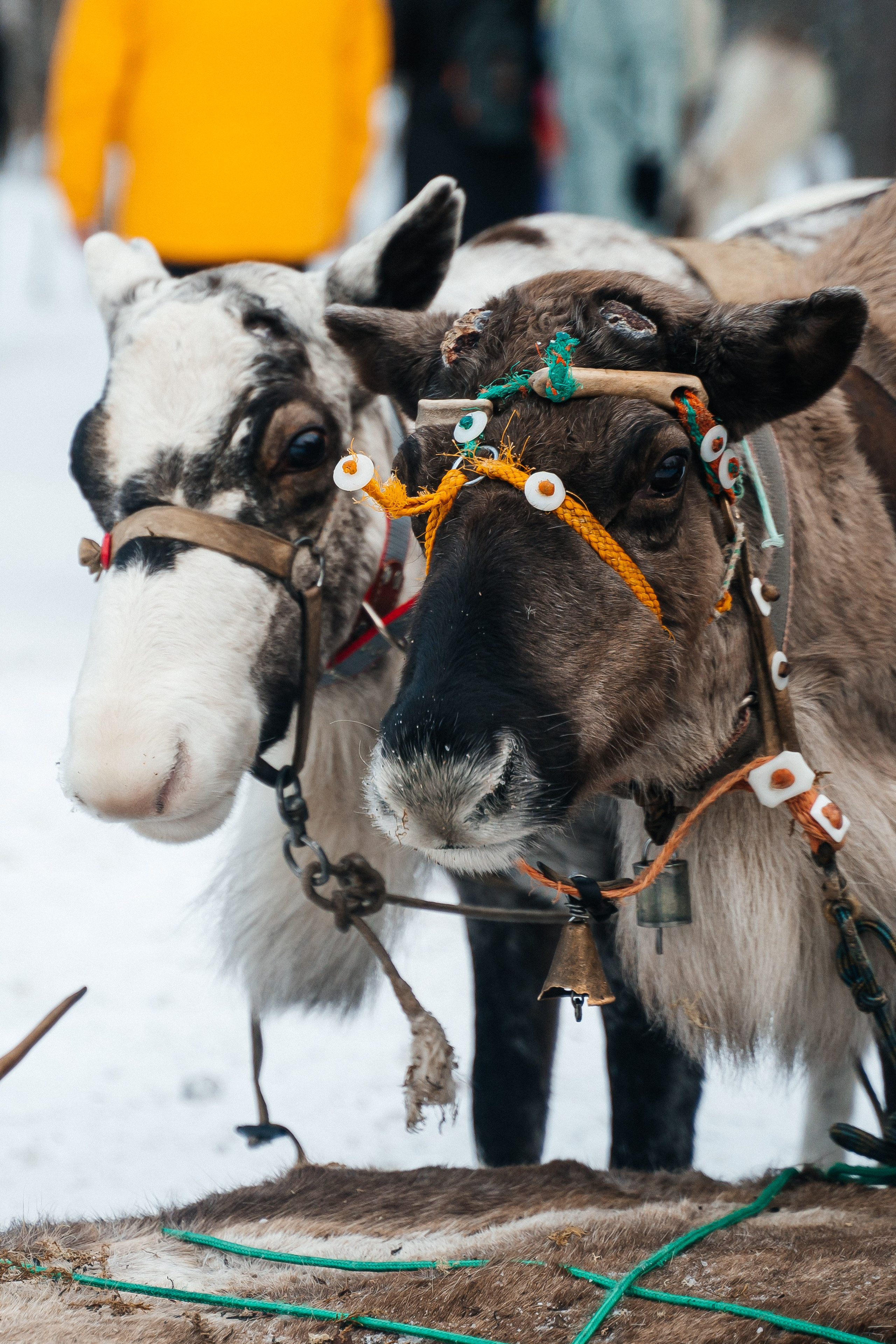 Териберка. Семейный фотограф в Санкт-Петербурге