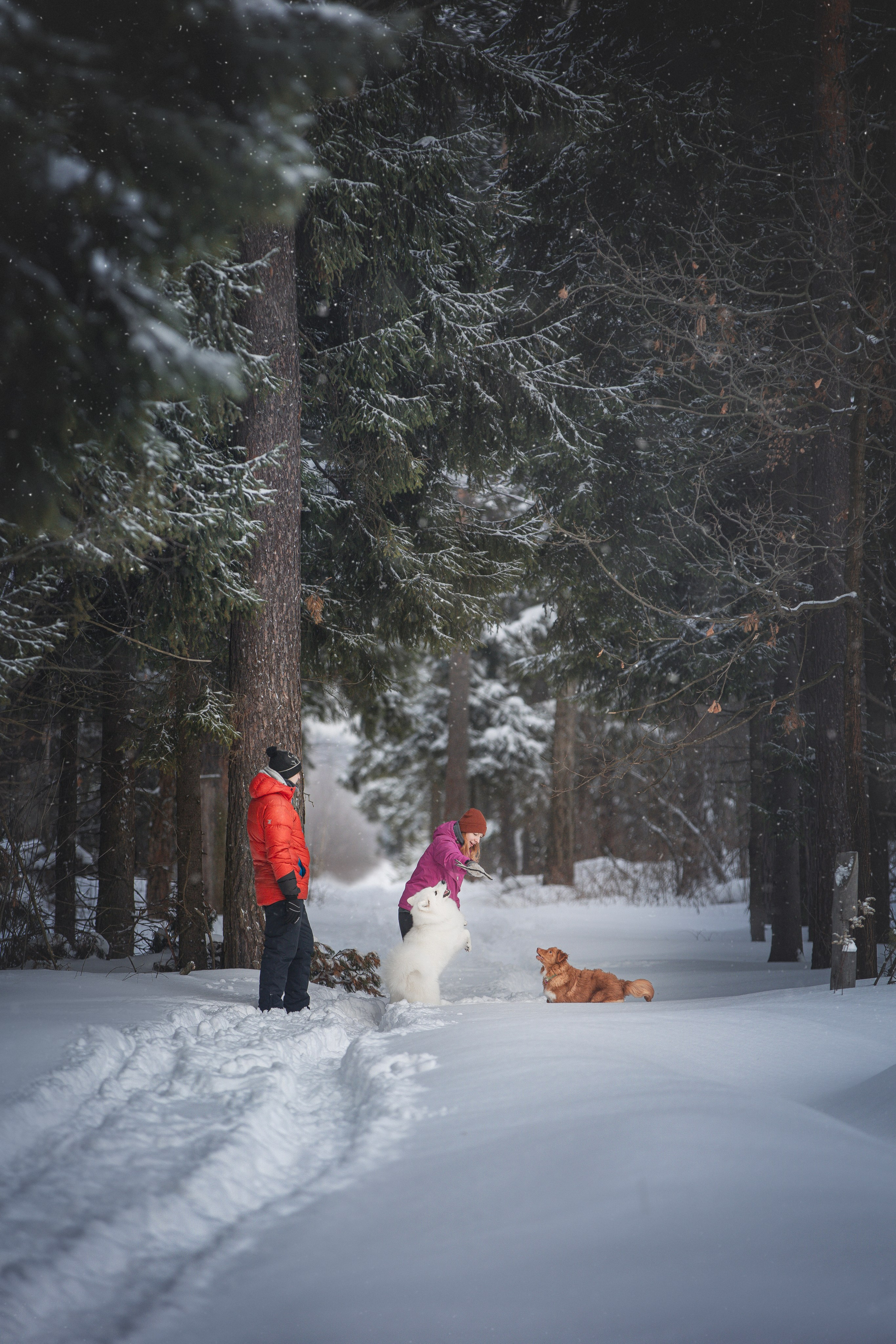 Руби, Николь, Кирилл и Мила. Фотограф анималист в Москве Майорова Евгения