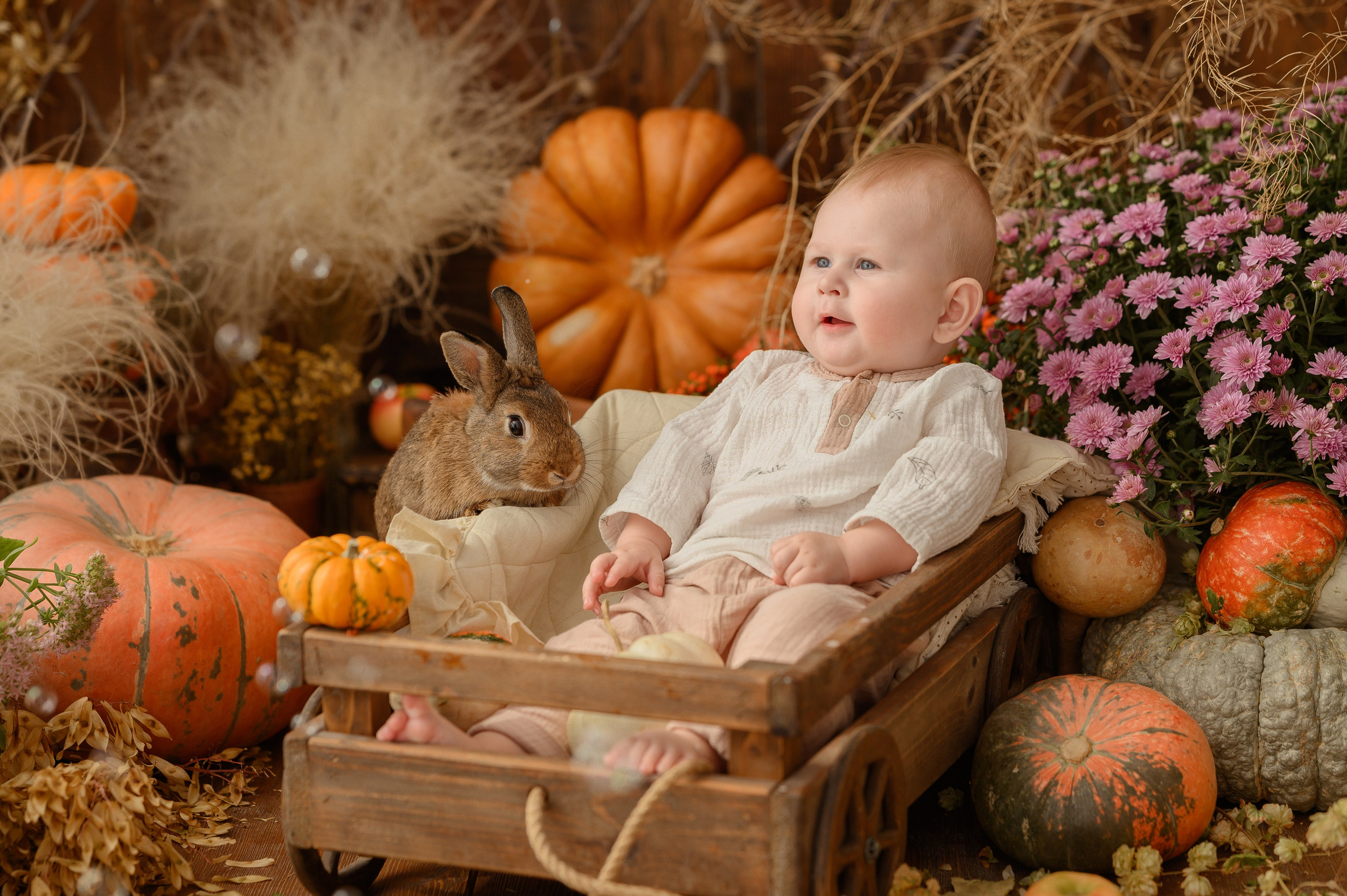 Дамирчик и кролик в тыквах. Детский и семейный фотограф Ирина Гладких