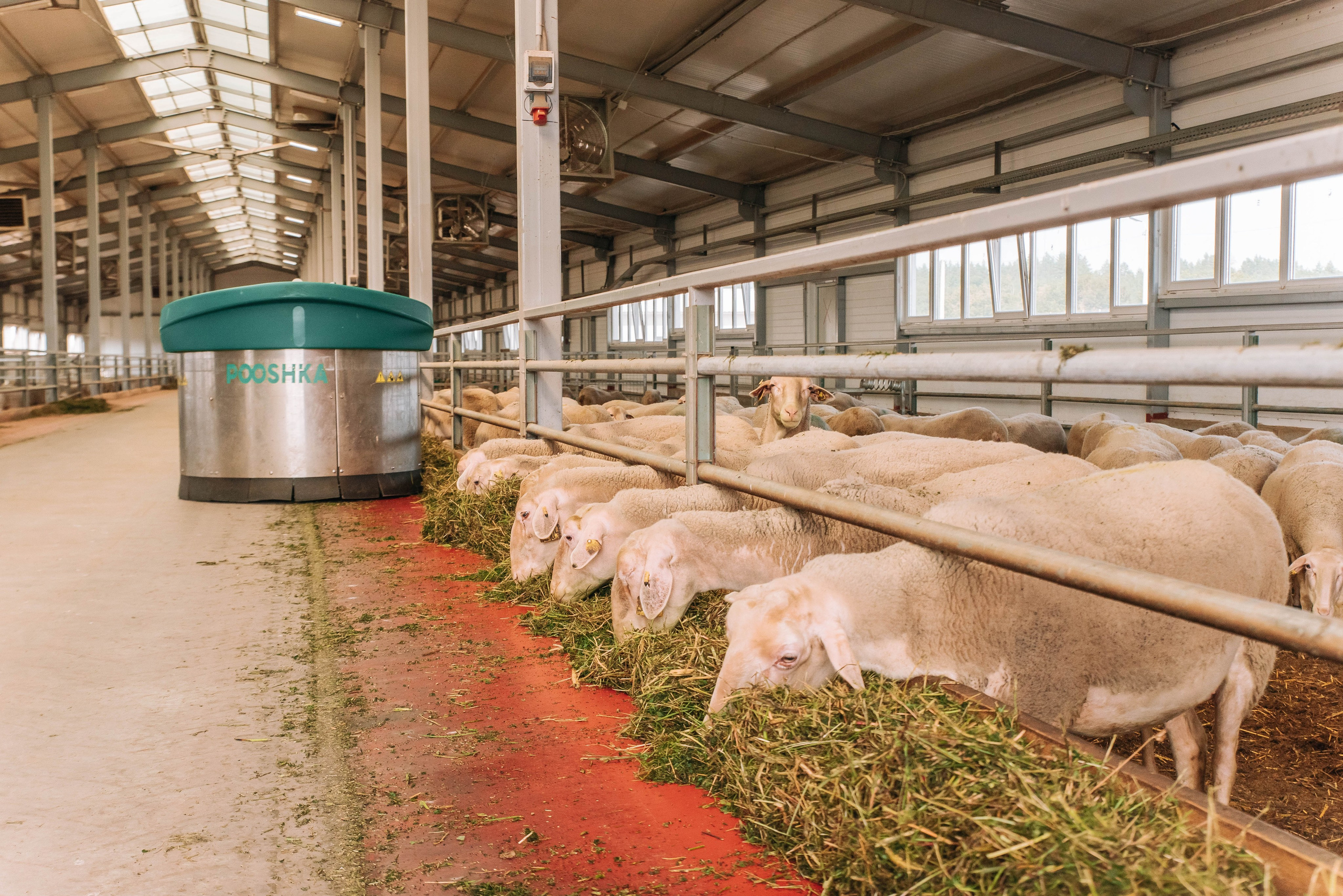 Овечья Ферма. Агрокурьер Красный Яр. Главная