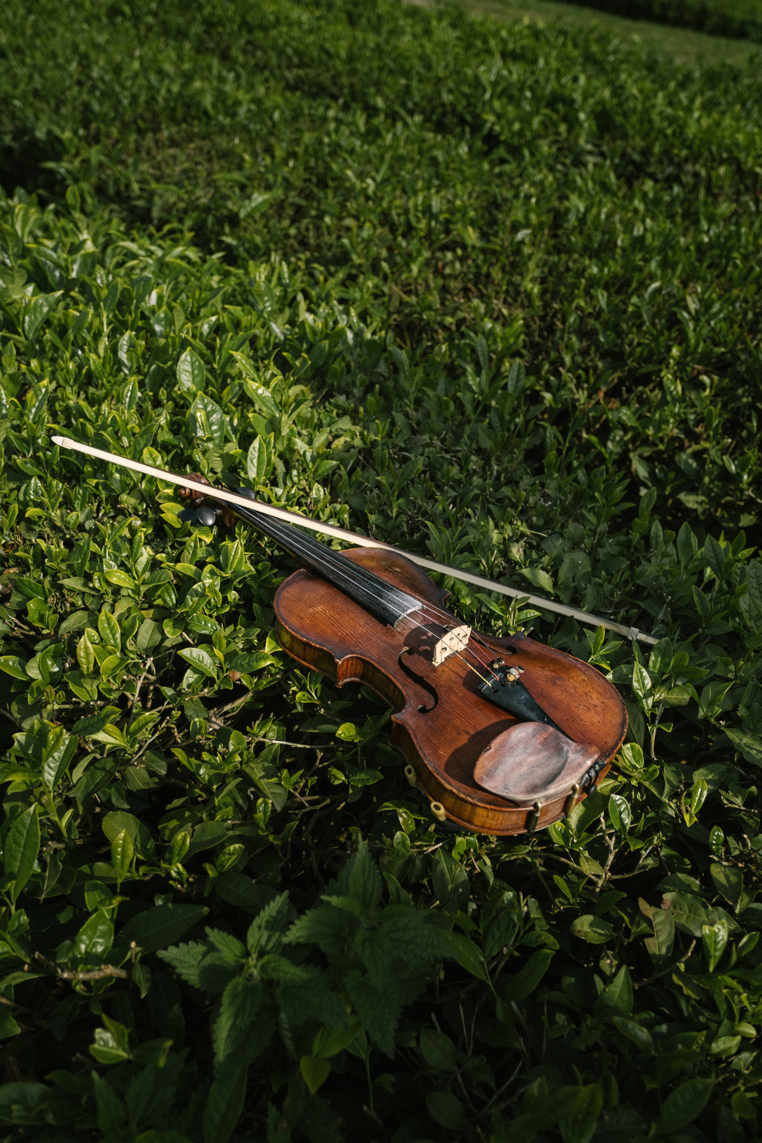 Маленькая Италия. Свадебный Видеограф Фотограф в Сочи