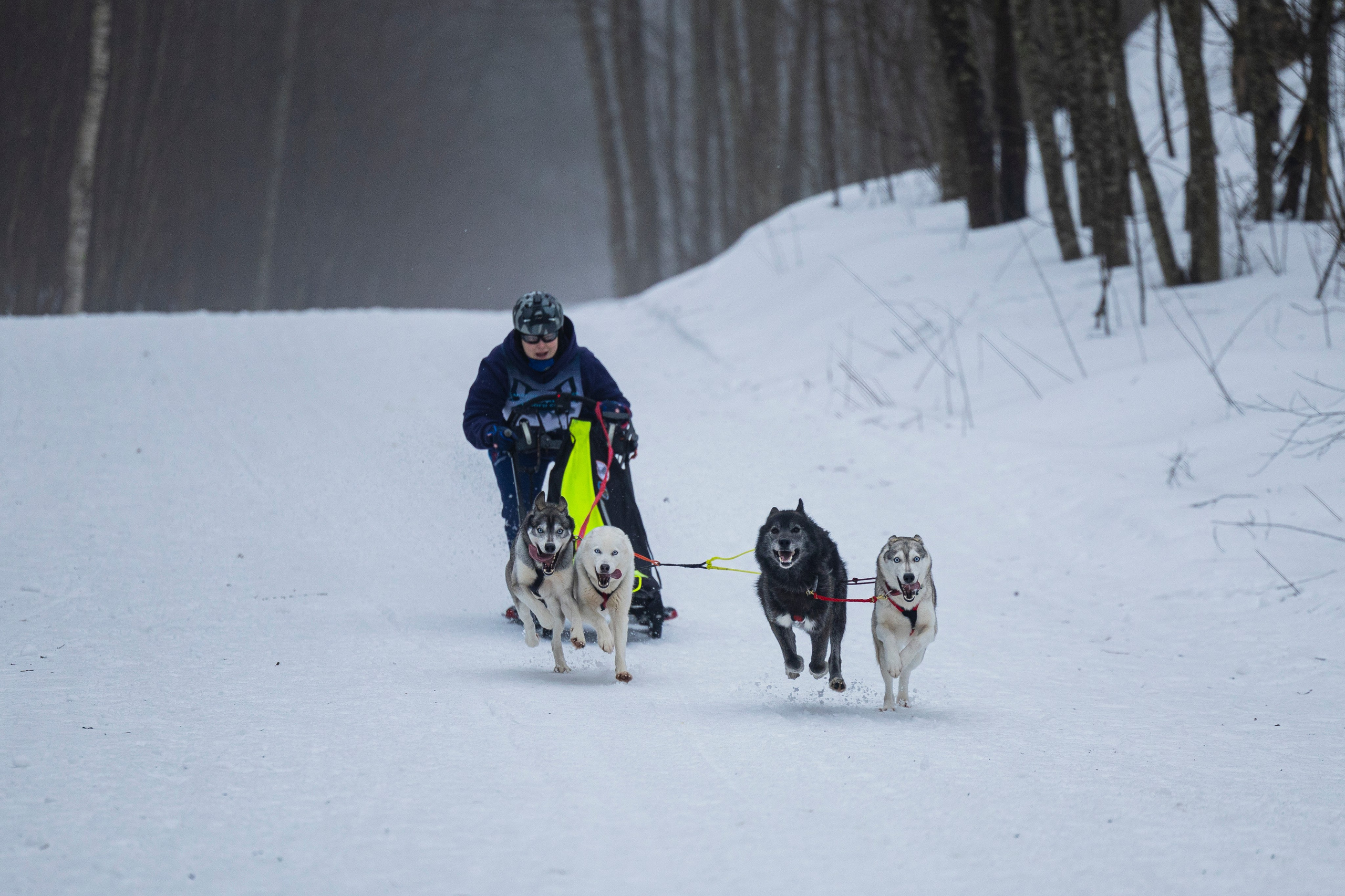 Зимний Чемпионат Санкт-Петербурга по ездовому спорту. Фотограф-анималист Анна Маринич