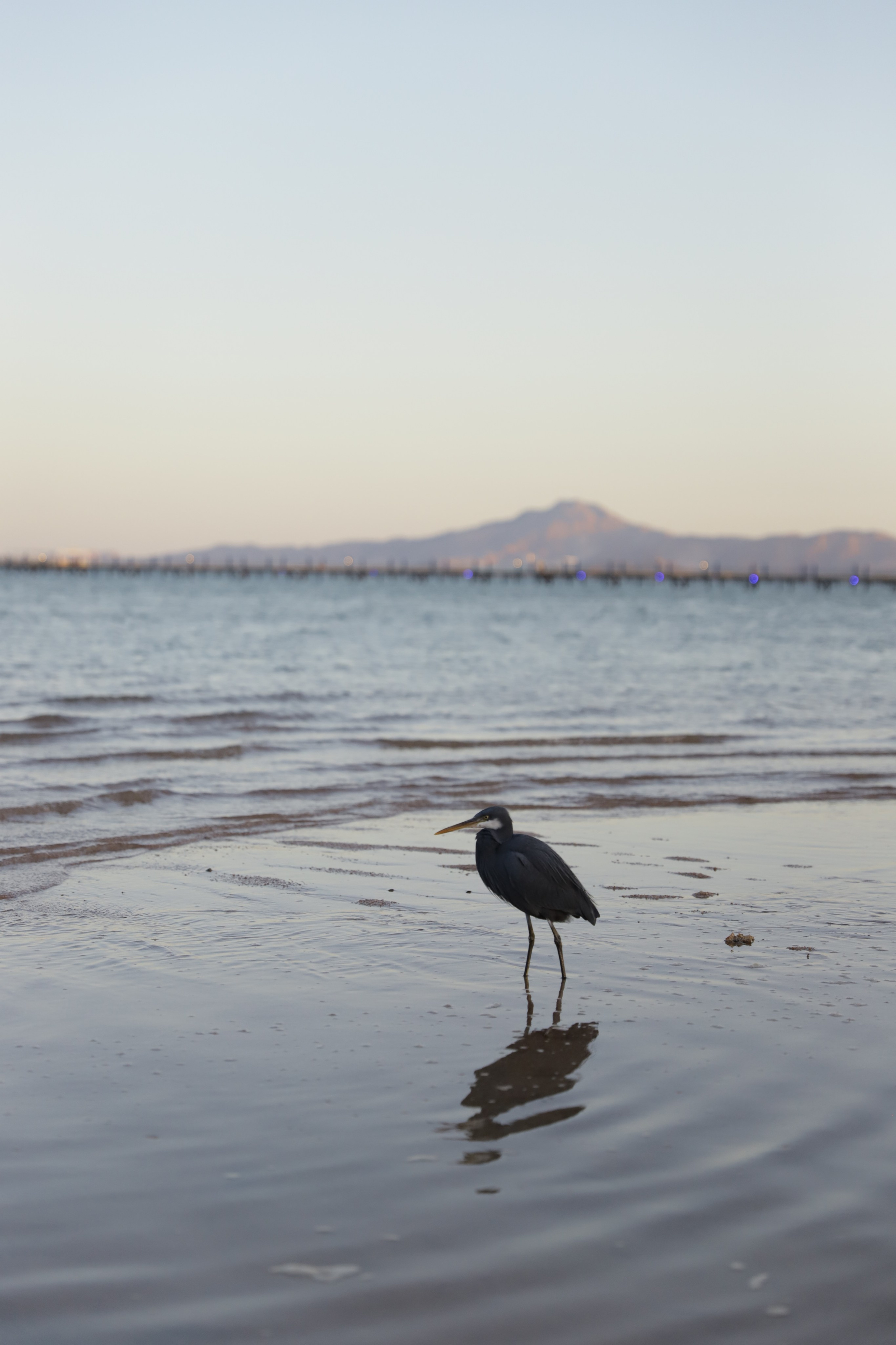 Шарм-Эль-Шейх. Светлана Иванова - профессиональный фотограф