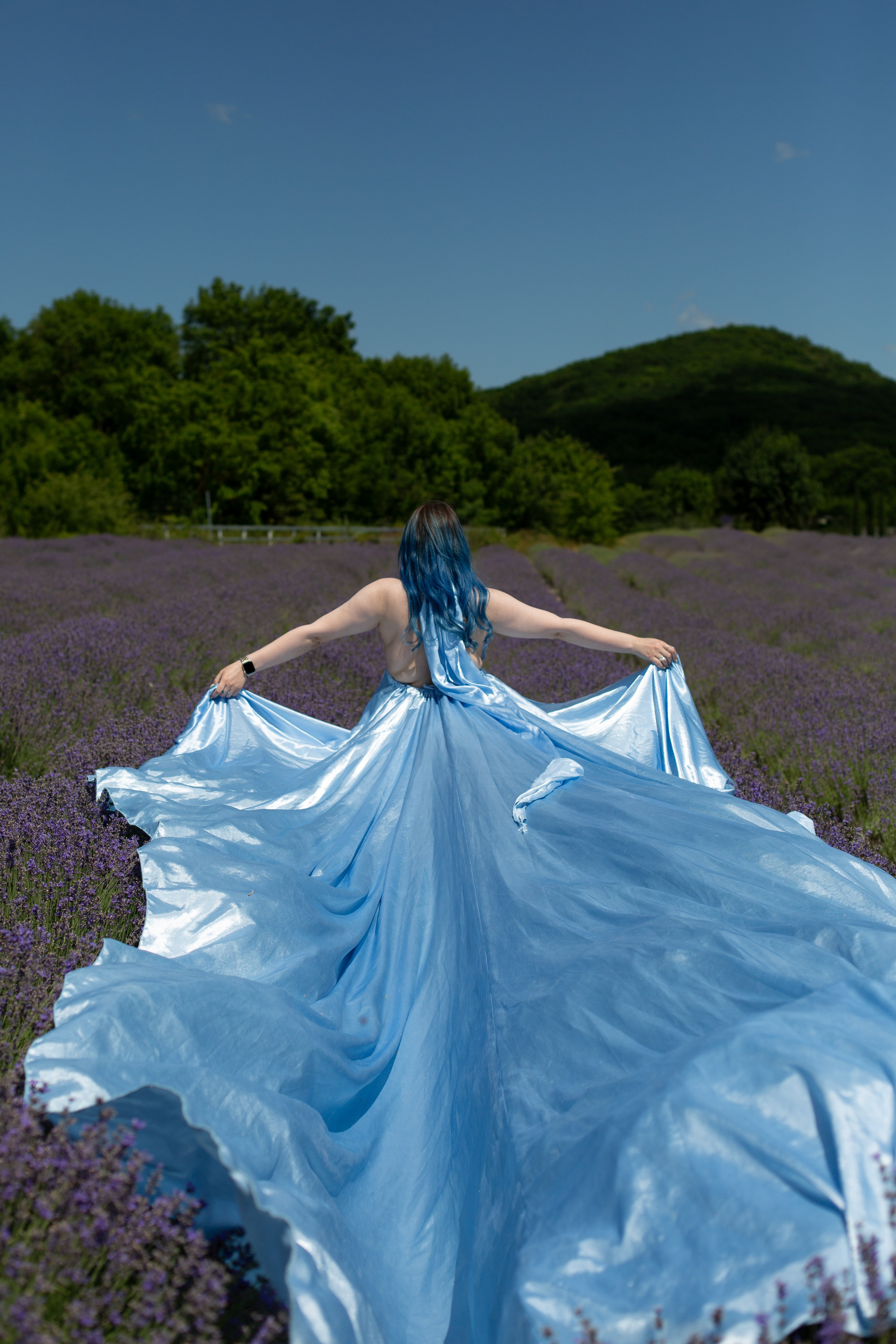 Лавандовые поля