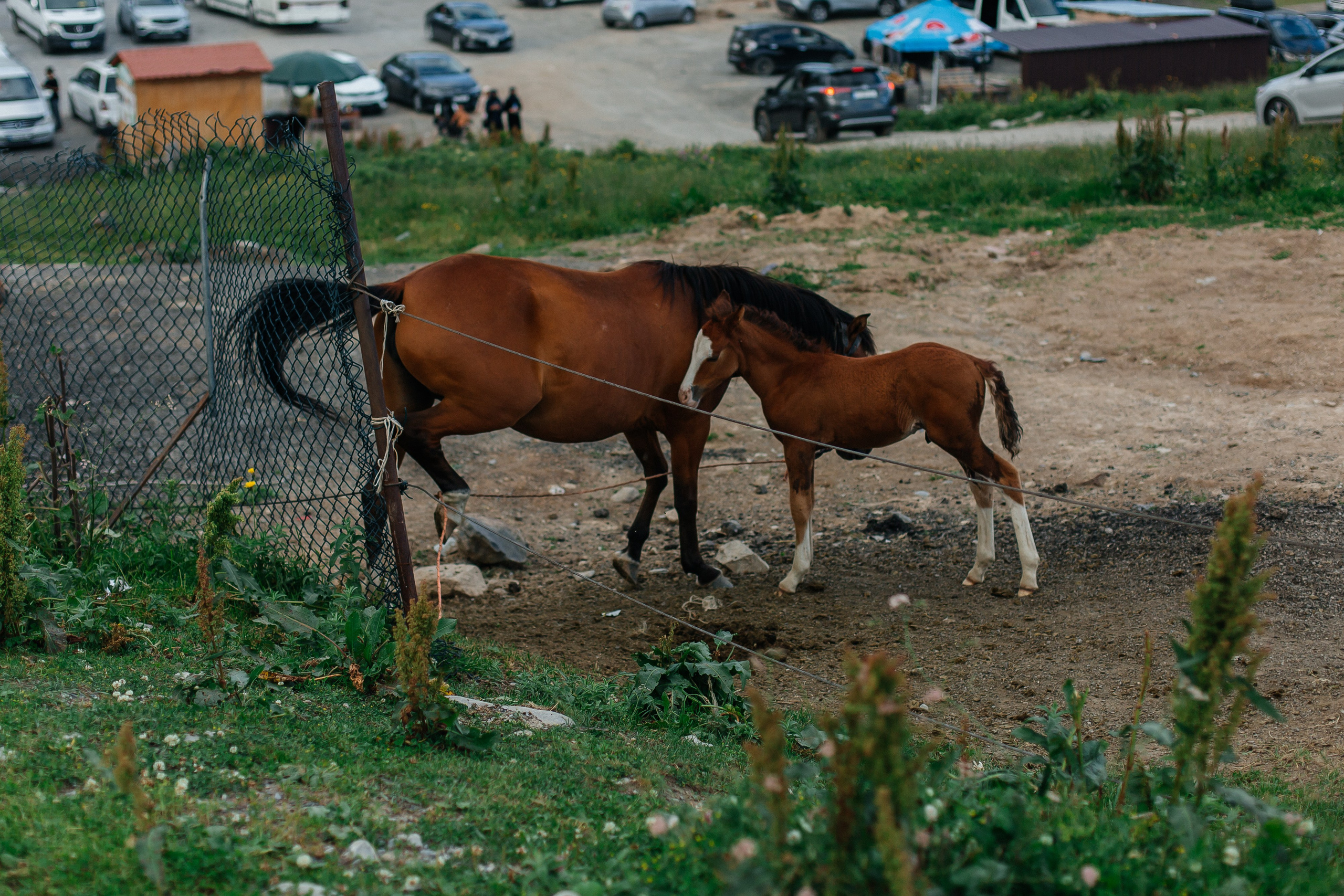 Тур в Грузию