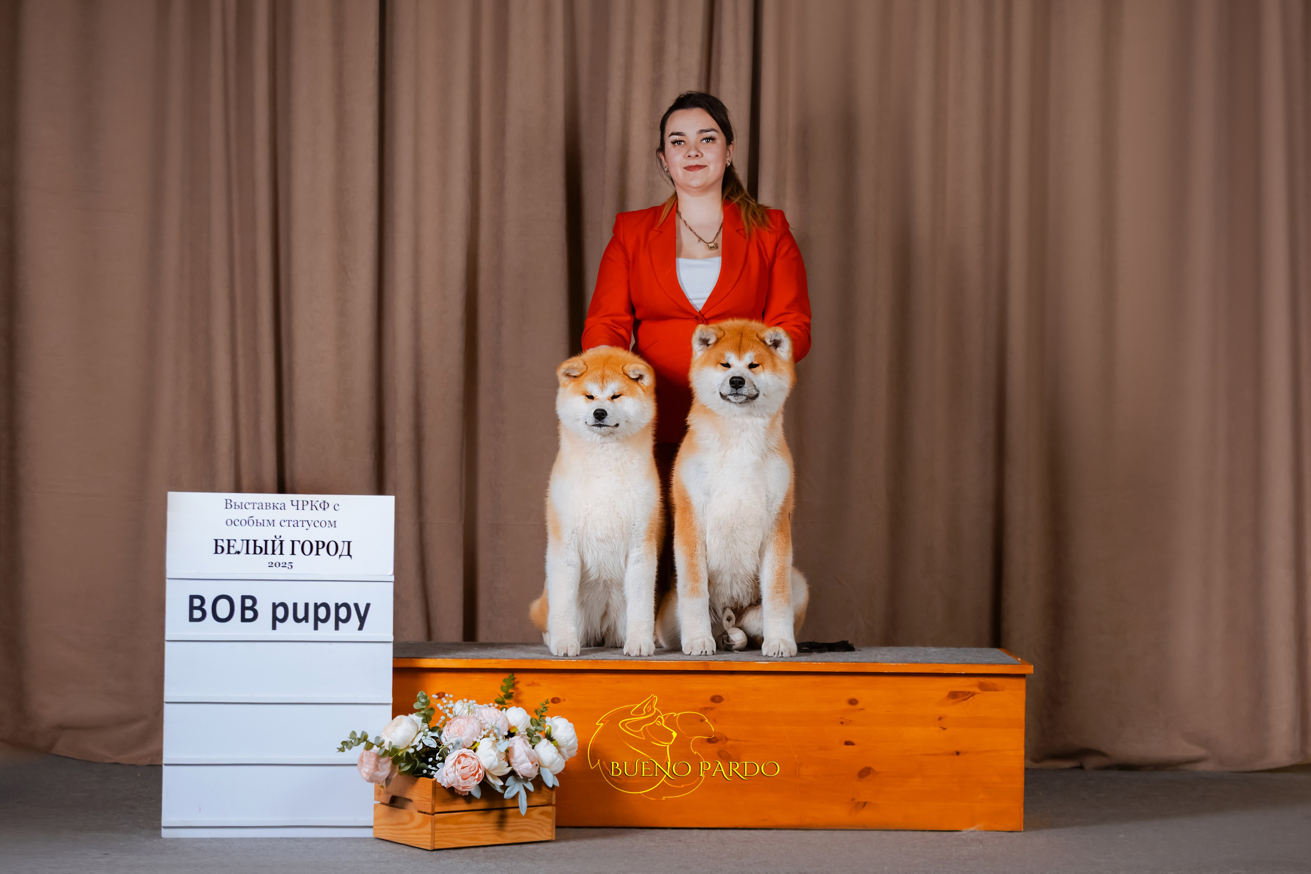 АКИТА. Kawaii Kuma питомник собак пород Корги пемброк, Акита ину, Сиба