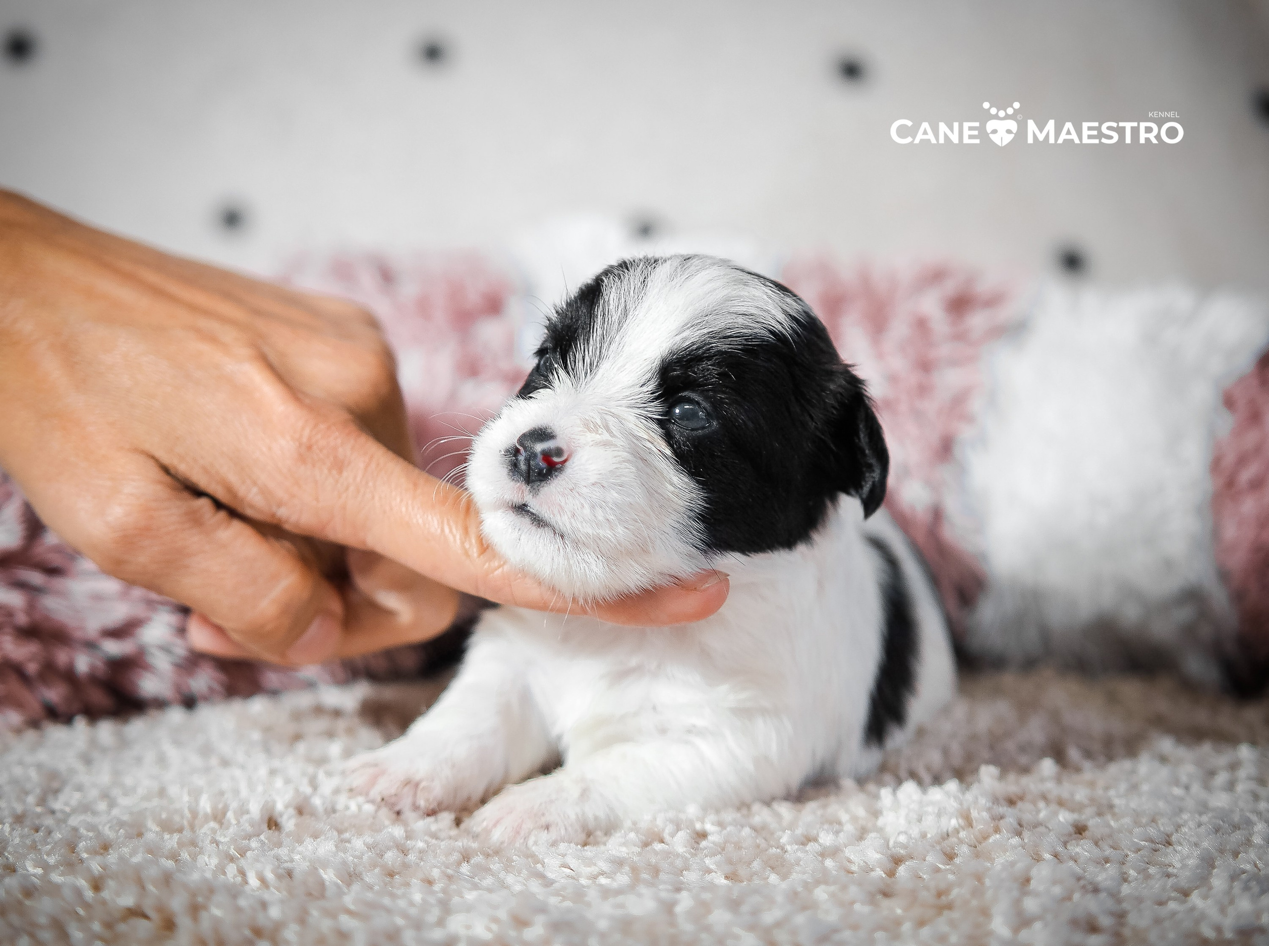 X_КОБЛ_4_БЕЛ_ЧЕРН. CANE MAESTRO — kennel Jack Russell Terrier
