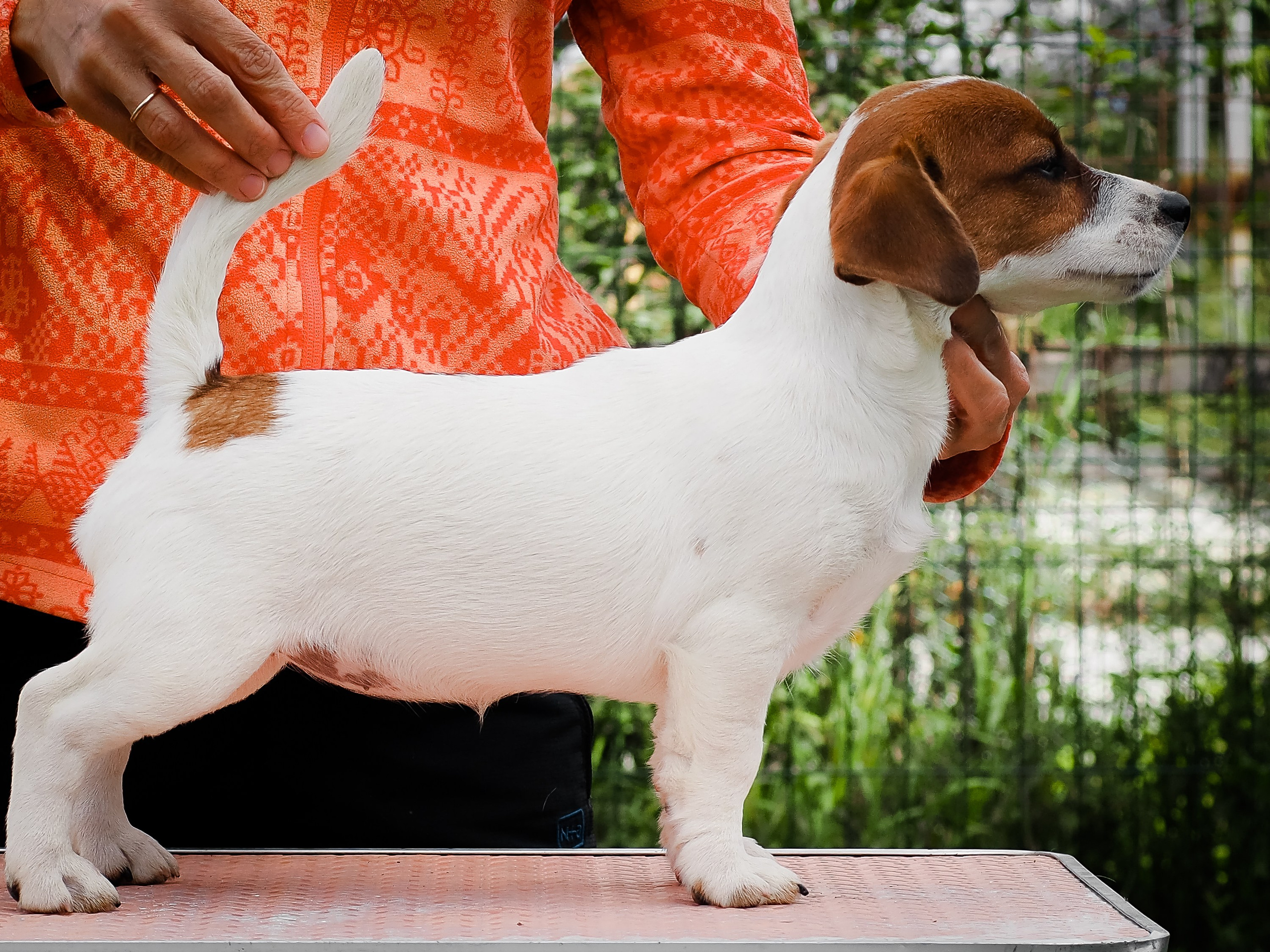 Ш_FEMALE_SHIZGARA. CANE MAESTRO — kennel Jack Russell Terrier