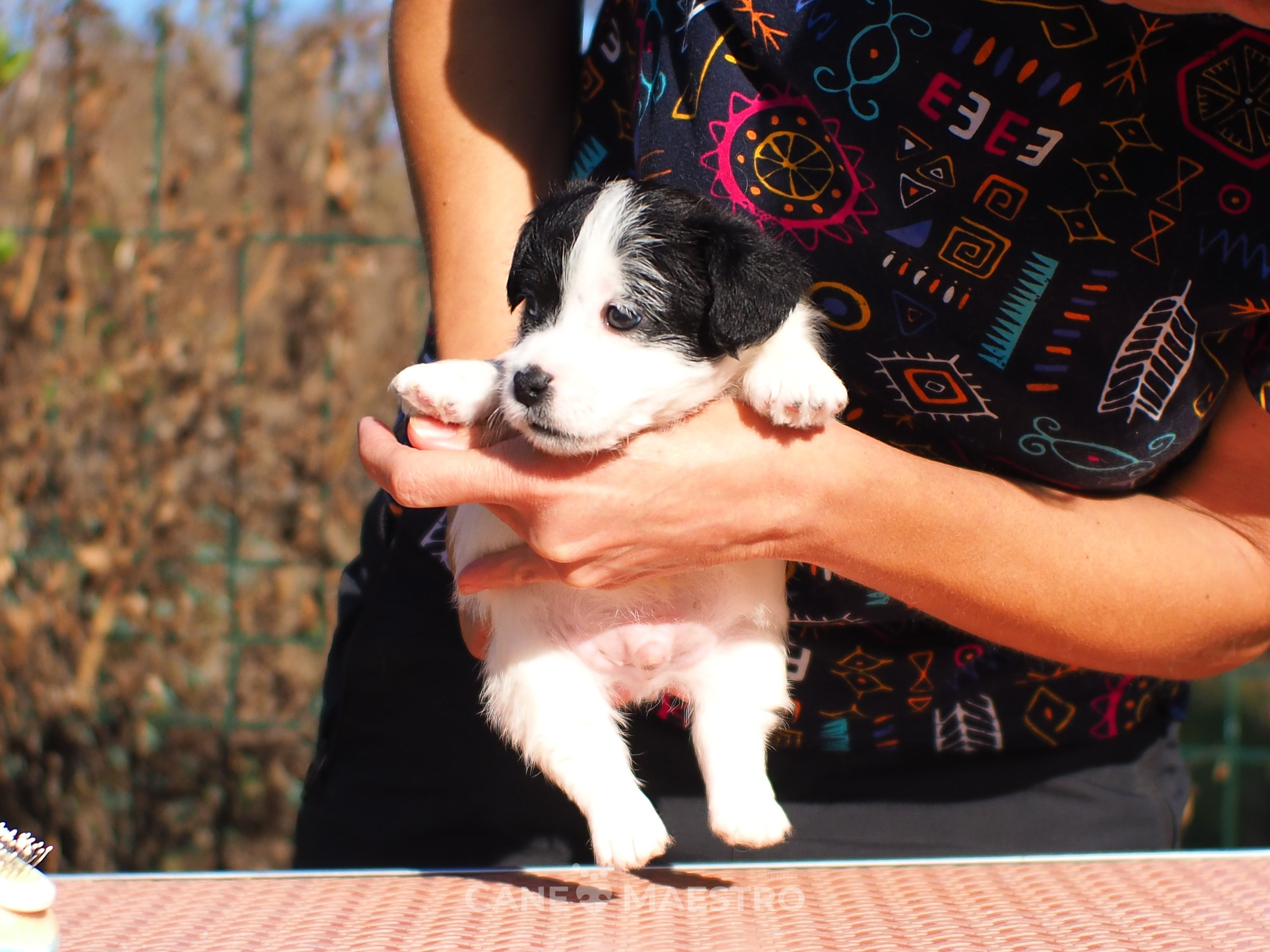 КОБ_Z_2_BLACK_27_08_2025. CANE MAESTRO — kennel Jack Russell Terrier