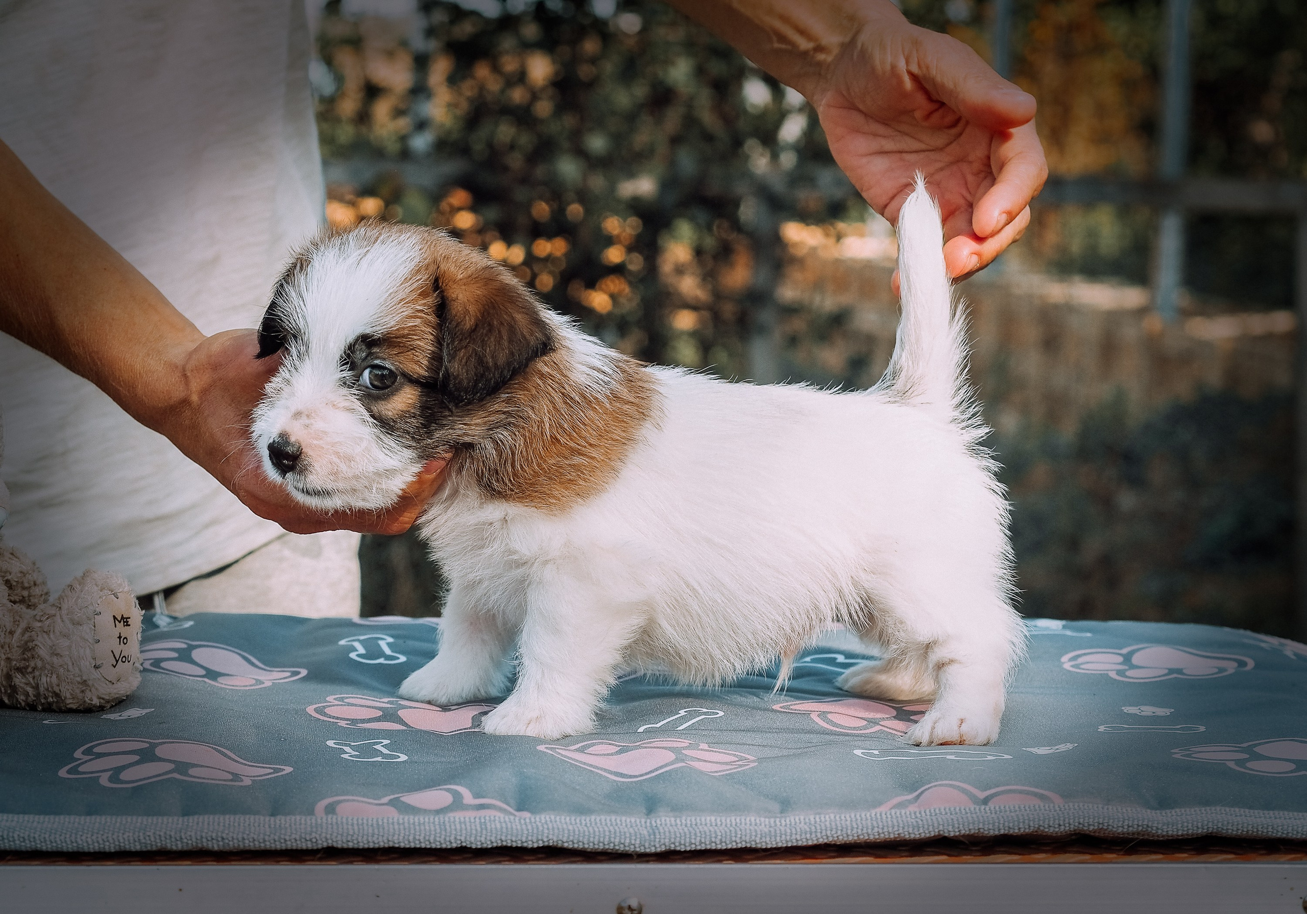 X_MAL_3_БРЫЖ. CANE MAESTRO — kennel Jack Russell Terrier