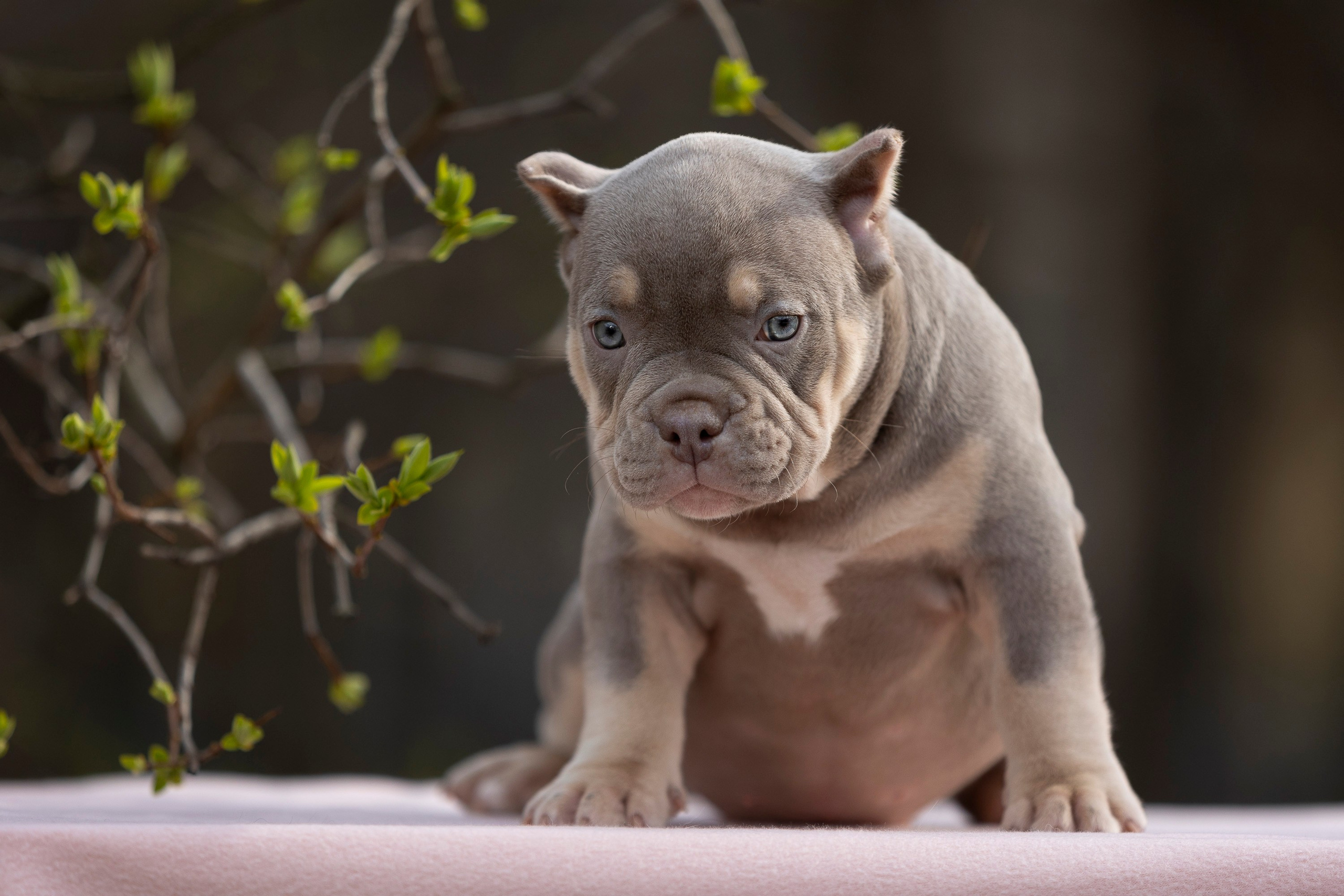 Американский Булли. Фотограф анималист, семейный фотограф, фотограф собак Комратова Мария. г. Москва