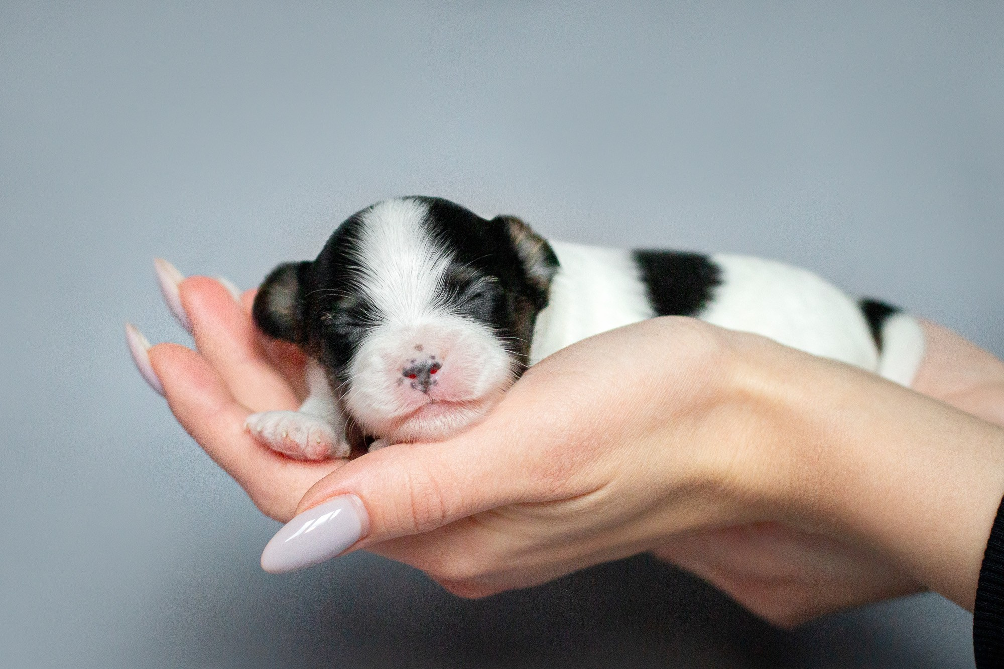 Папийоны (ньюборн). Фотограф анималист, семейный фотограф, фотограф собак Комратова Мария. г. Москва