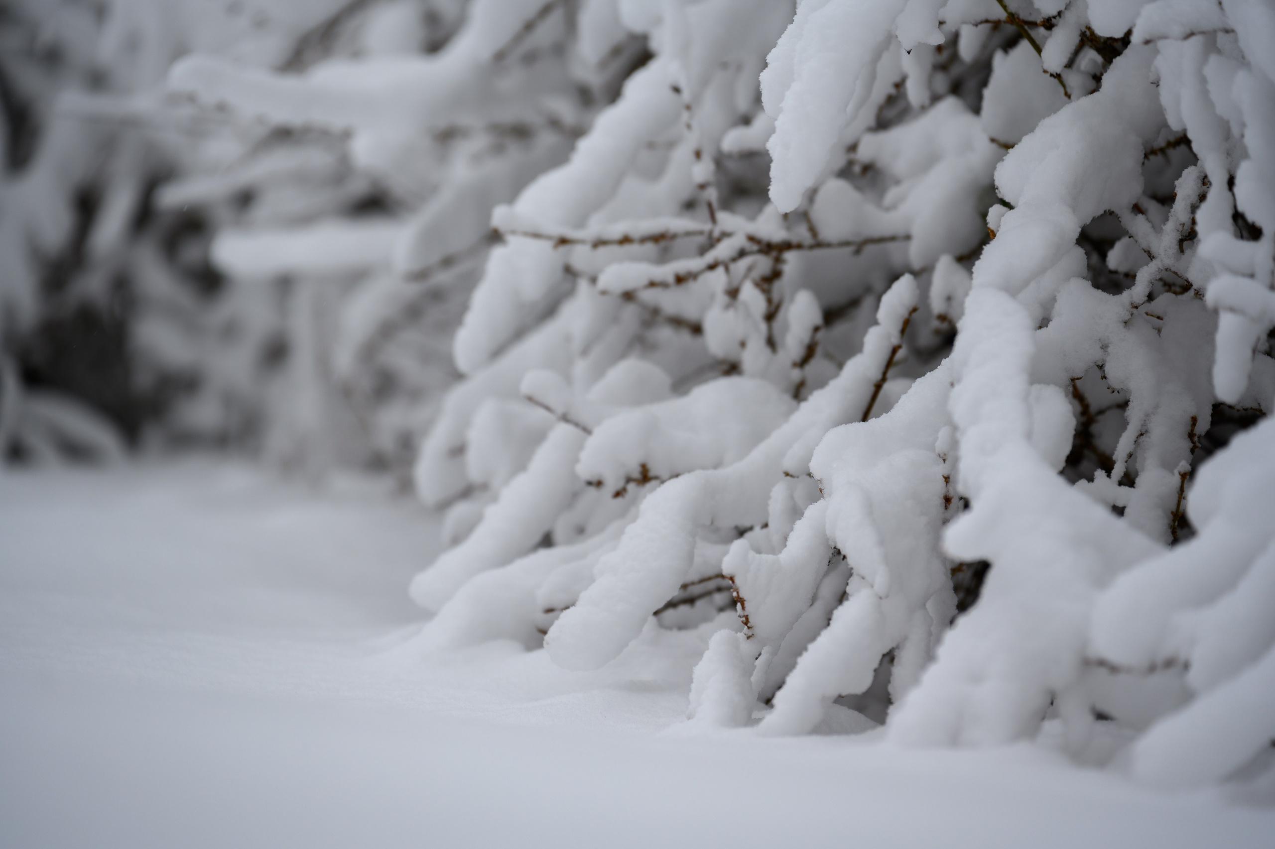 Landscape, nature, plants, details of the world around us. Personal website of photographer Dmitry Raikin