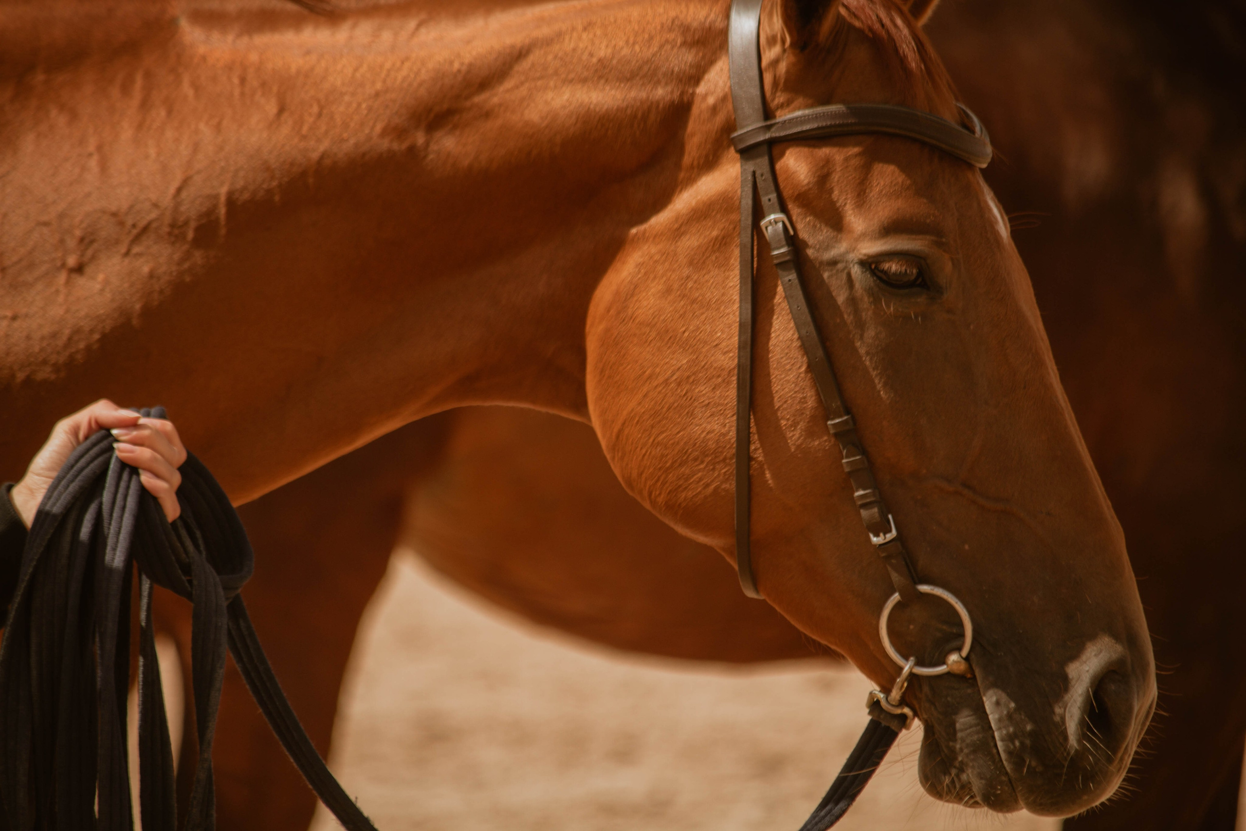 ИППОСФЕРА — Международная конная выставка. Создадим шедевр? Виталина и её фотоискусство