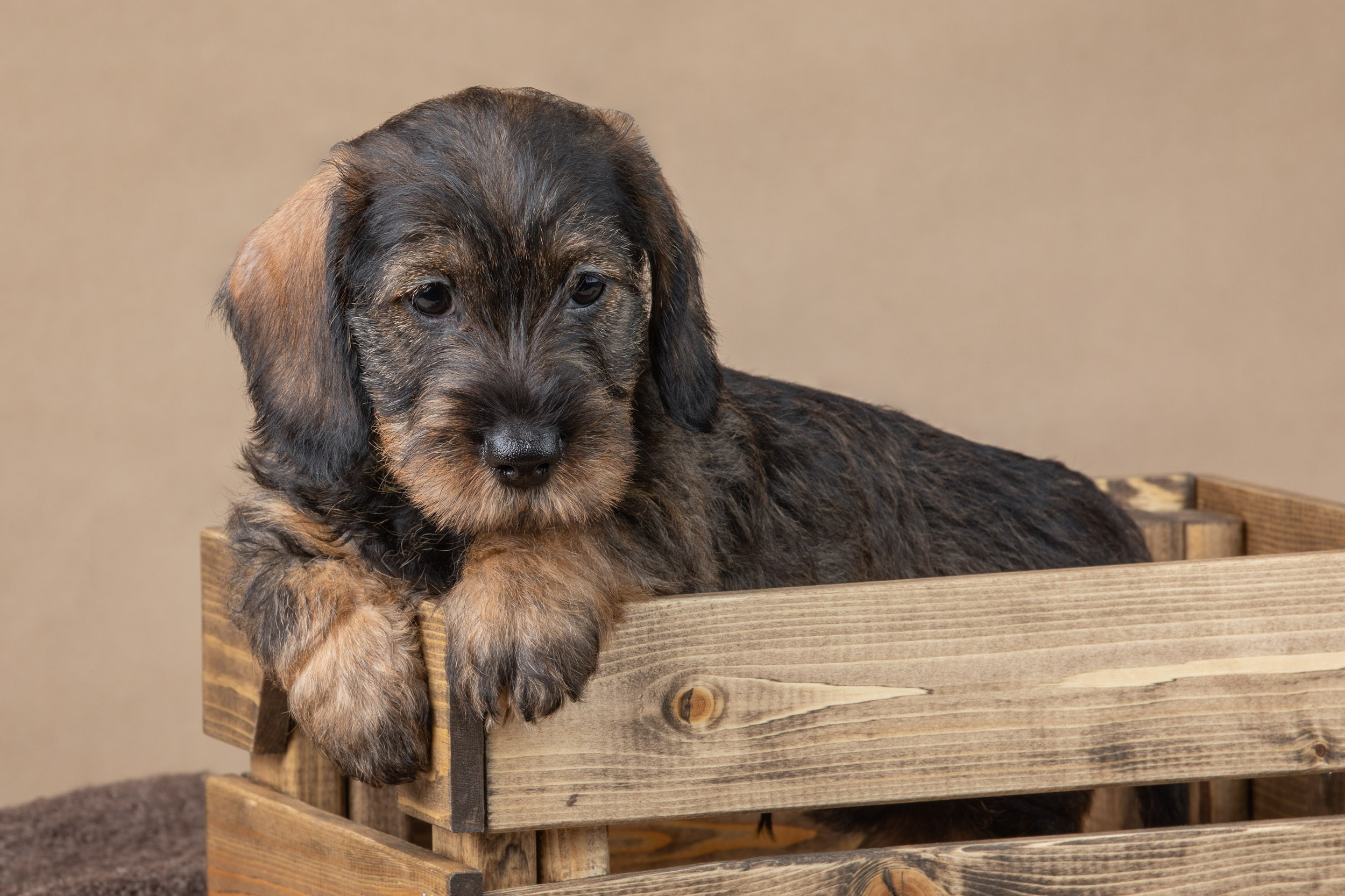 Съемка щенков жесткошерстной таксы на бежевом фоне в ящике. Фотограф-анималист в Москве и Московской области Татьяна Фролова