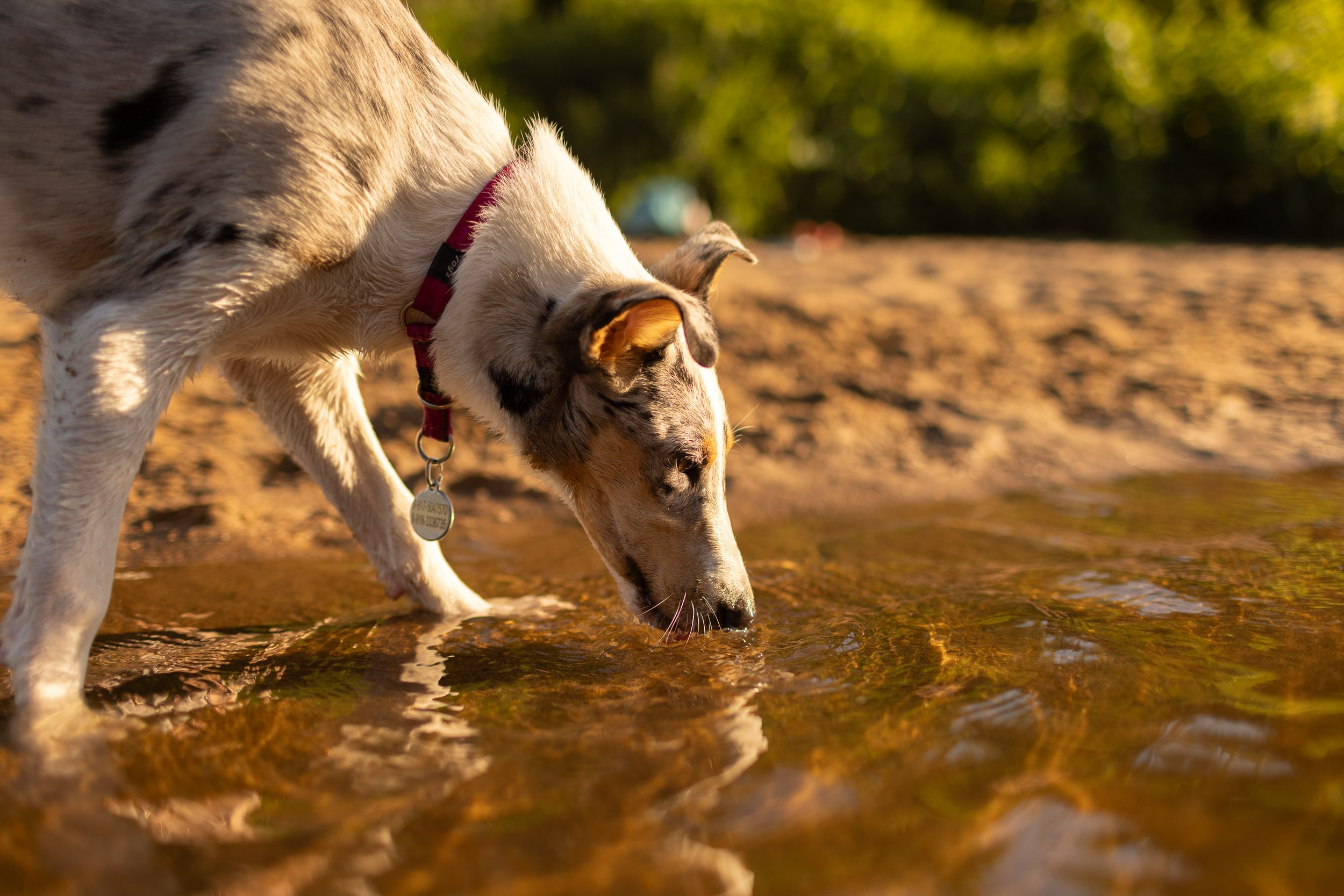 Купание щенков в стиле лайфстайл. Фотограф-анималист в Москве и Московской области Татьяна Фролова