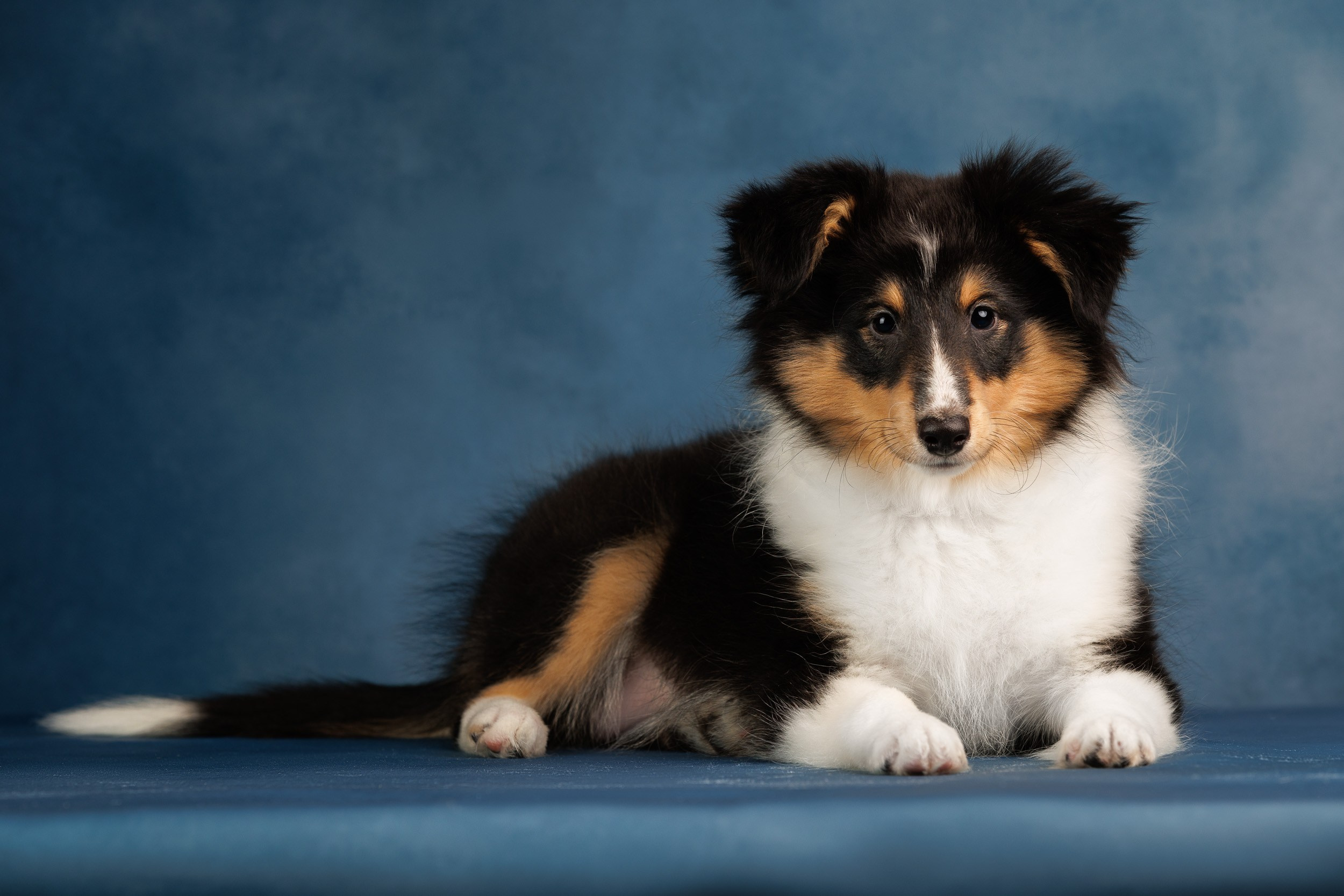 Шелтята Пушкино. Фотограф-анималист в Москве и Московской области Татьяна Фролова