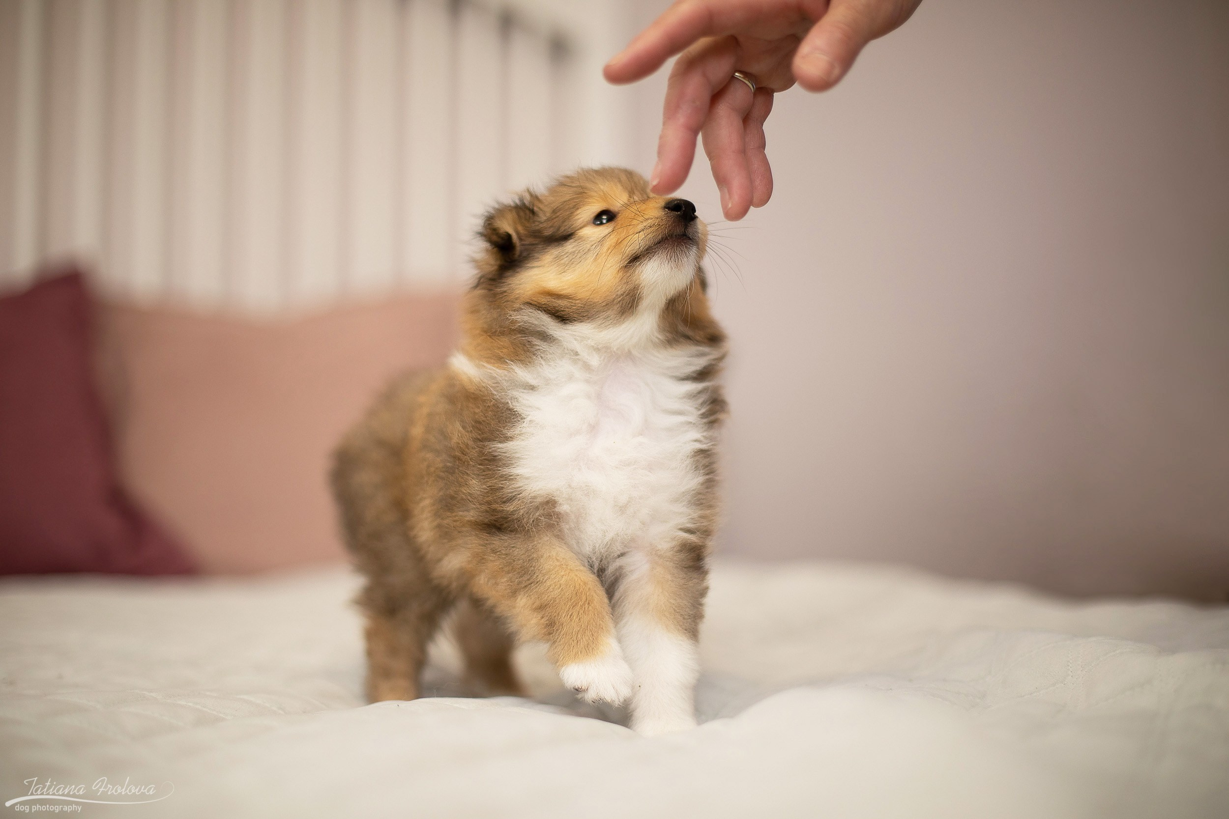 Съёмка щенков дома. Фотограф-анималист в Москве и Московской области Татьяна Фролова