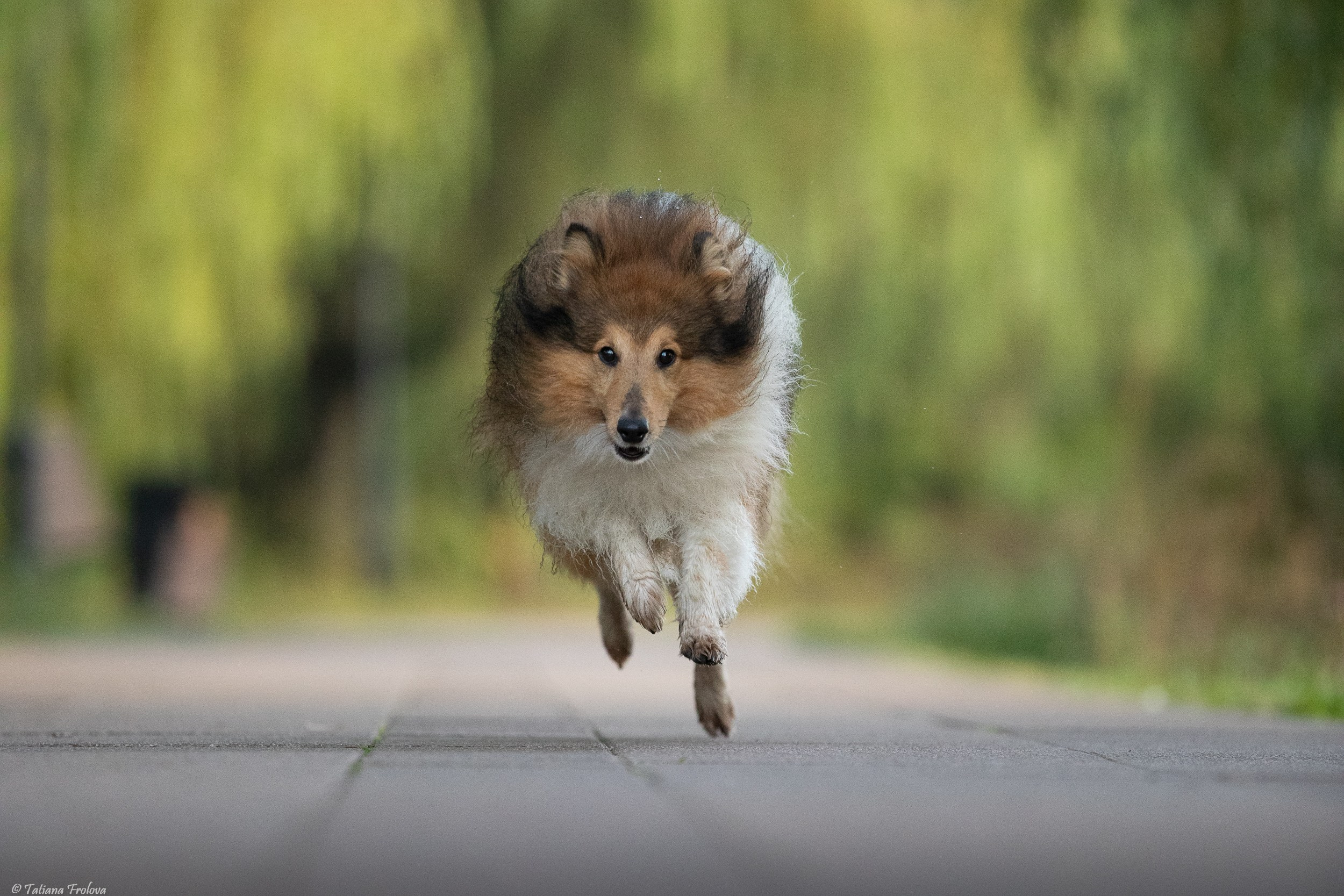 Утренняя фотопрогулка с двумя собаками по Москве. Фотограф-анималист в Москве и Московской области Татьяна Фролова