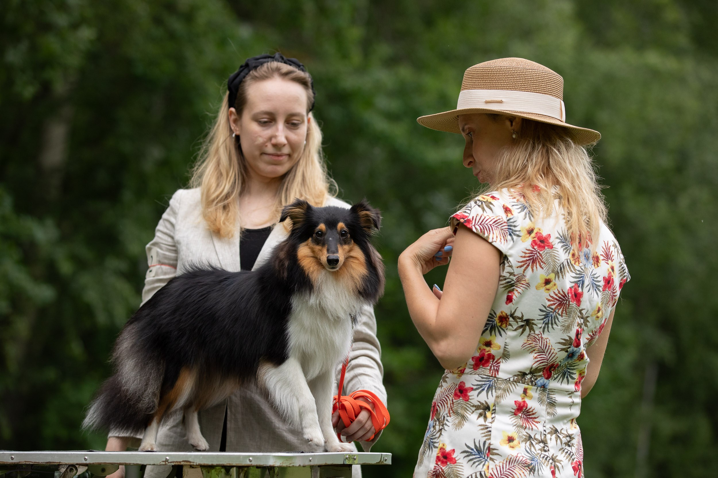 Репортаж с выводки молодняка колли/шелти в Ясенево. Фотограф-анималист в Москве и Московской области Татьяна Фролова