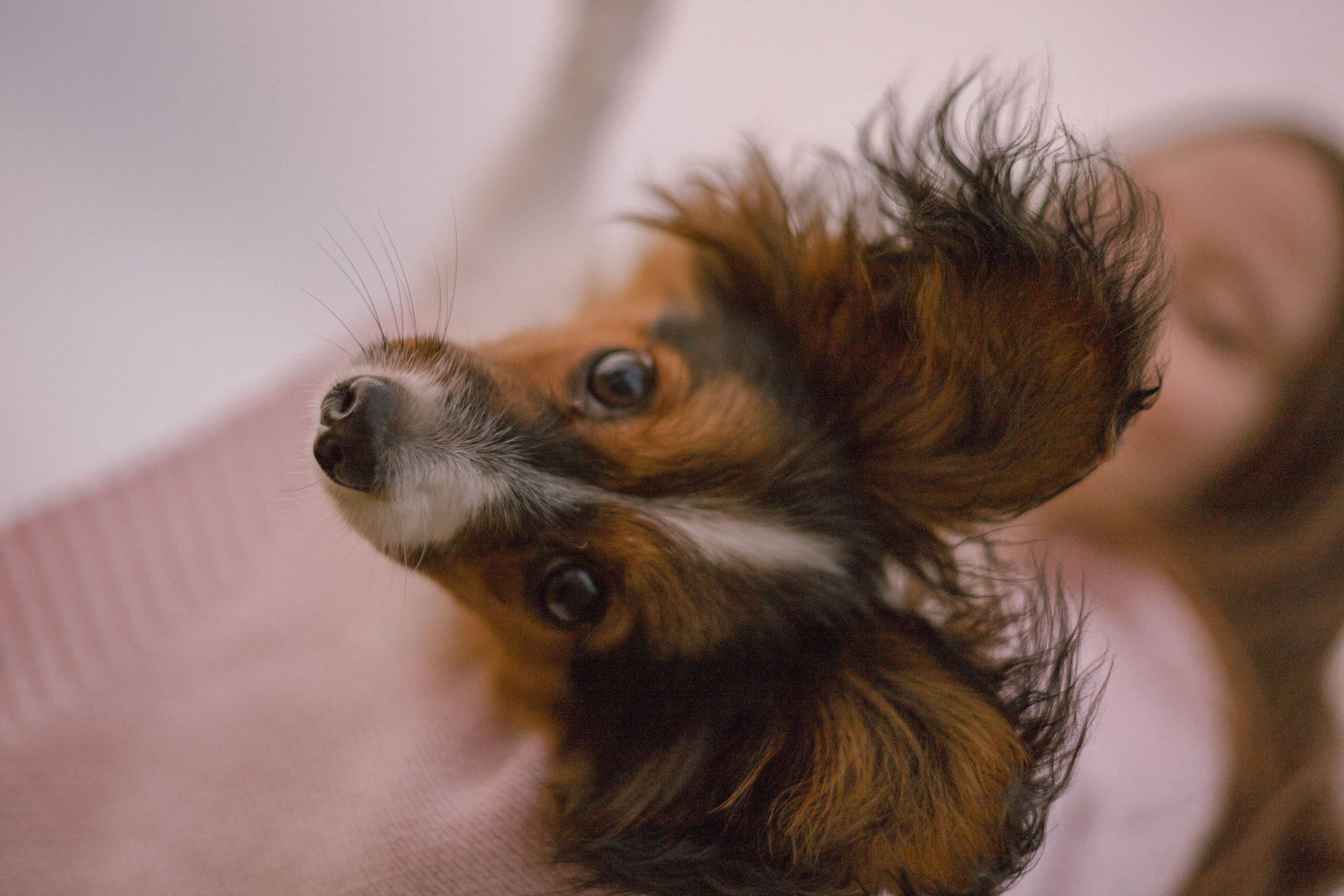 Вика и Бруни. Фотограф — анималист •love-story•|Санкт-Петербург