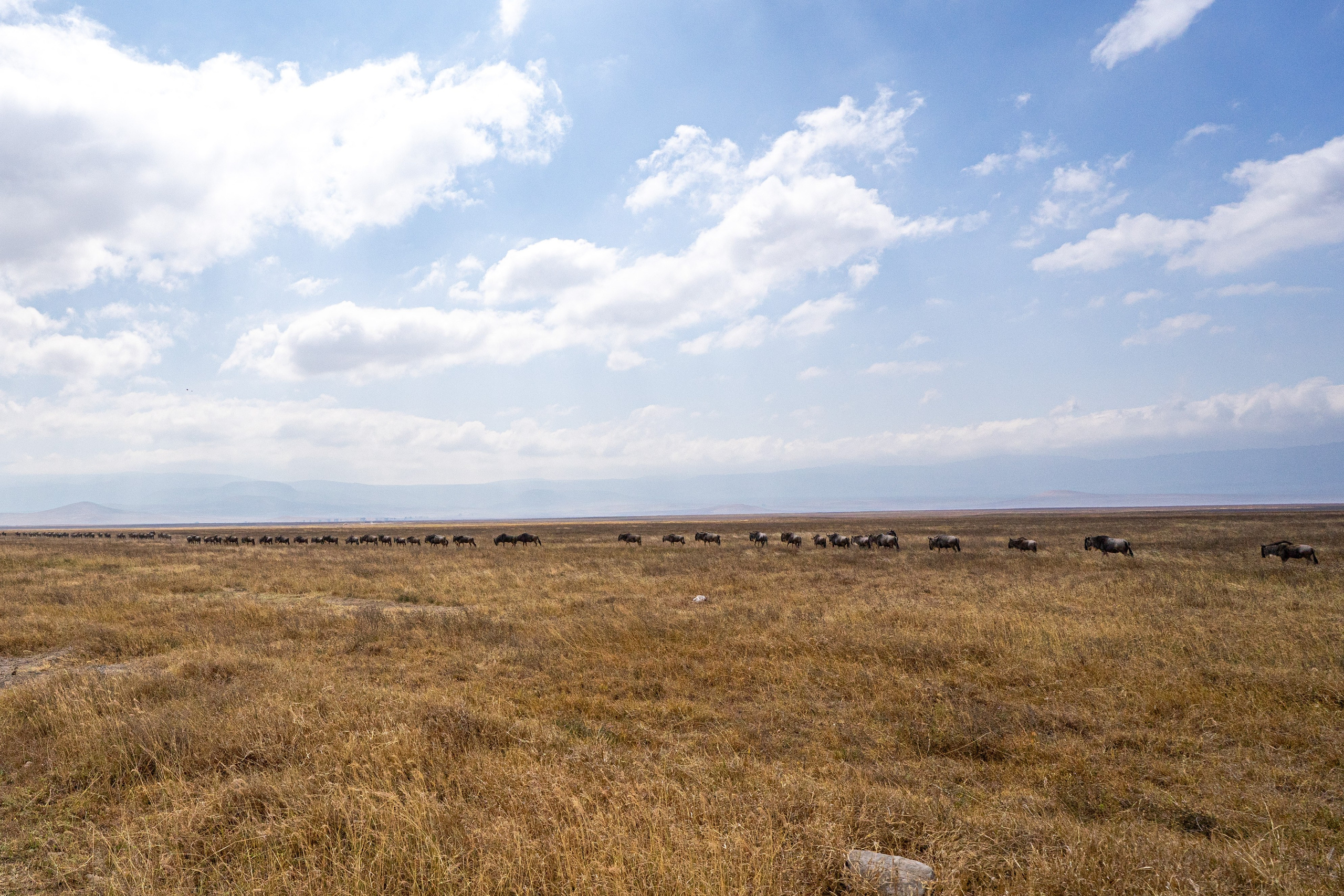 Танзания, сафари, 2025. Творческие сьемки