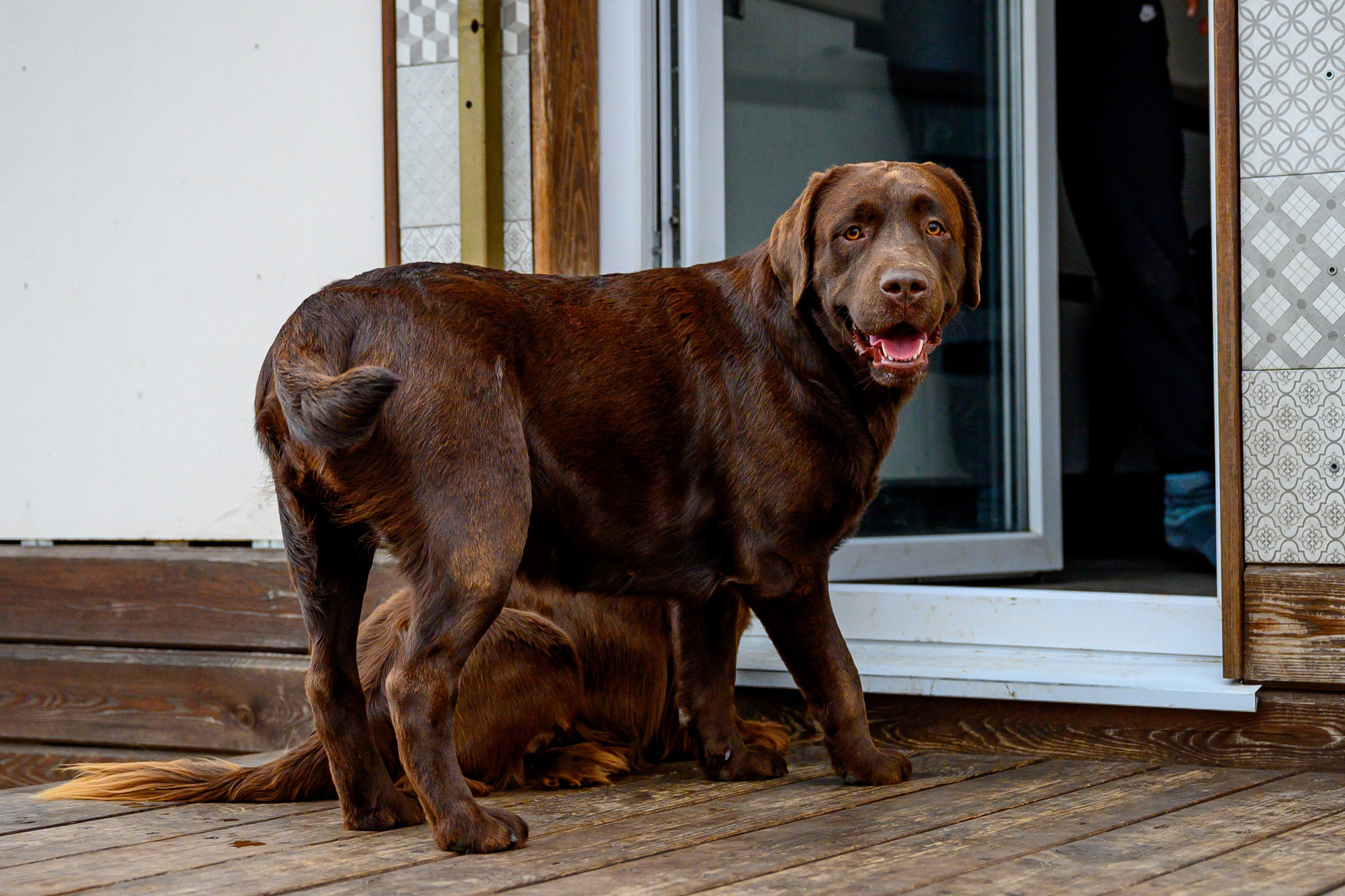Спаниель и Лабрадоры. Bazarkom-photo.ru Фотограф Виктор Оськин в Старом Осколе