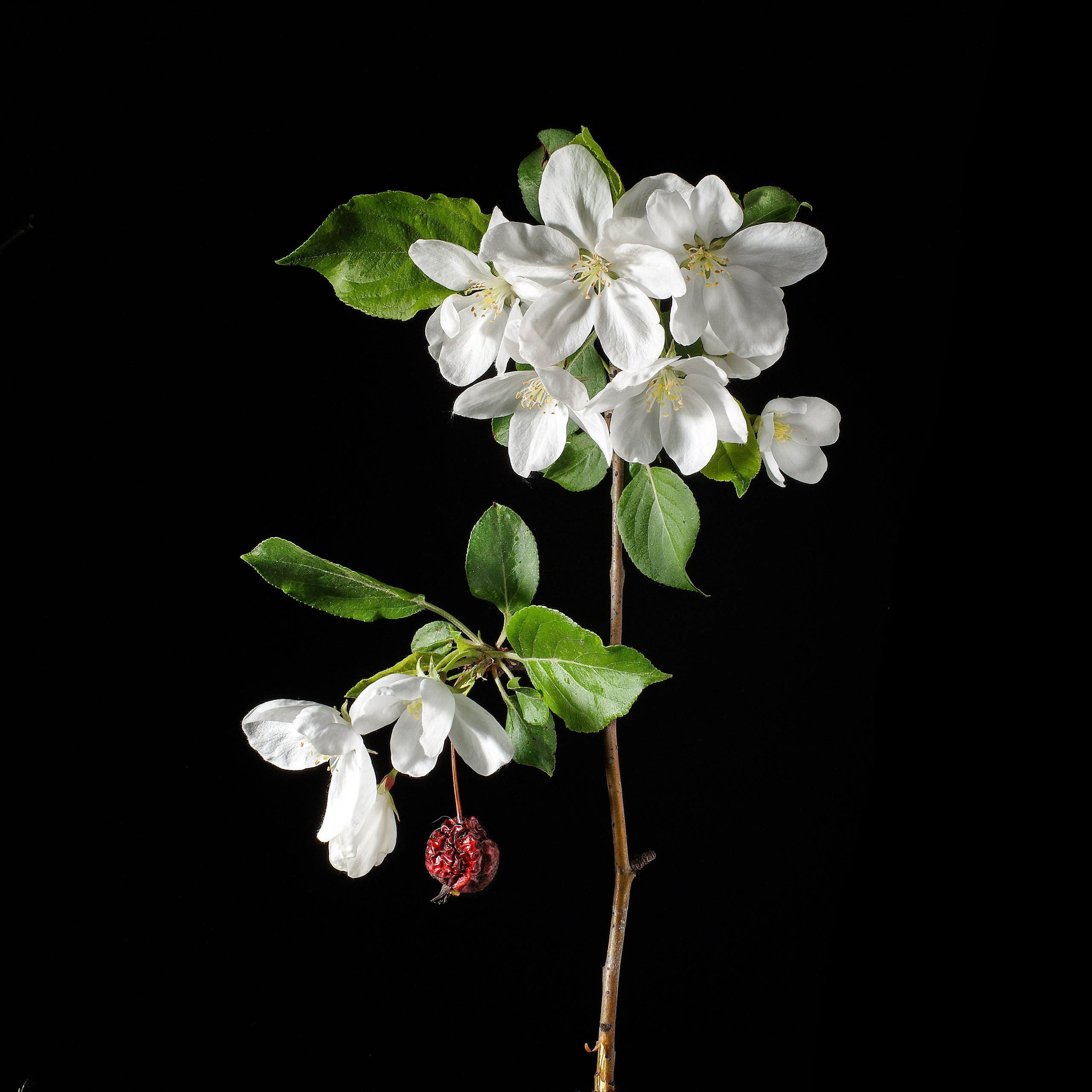 Цветопись 2024. Яна Каменская