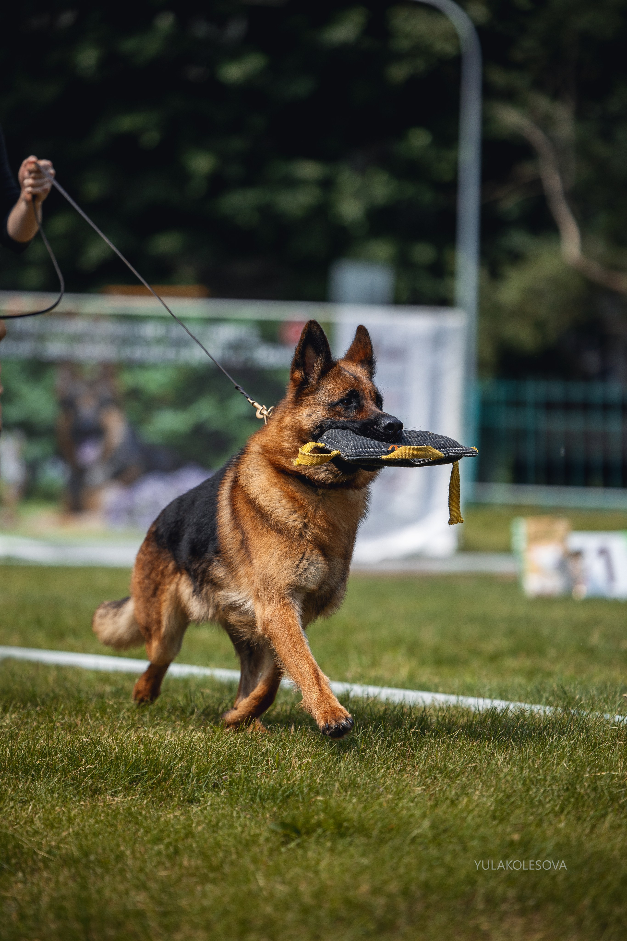 6.07.2024 Выставка немецких овчарок г. Тюмень. YULA KOLESOVA | Фотограф — Анималист | Художник | Тюмень