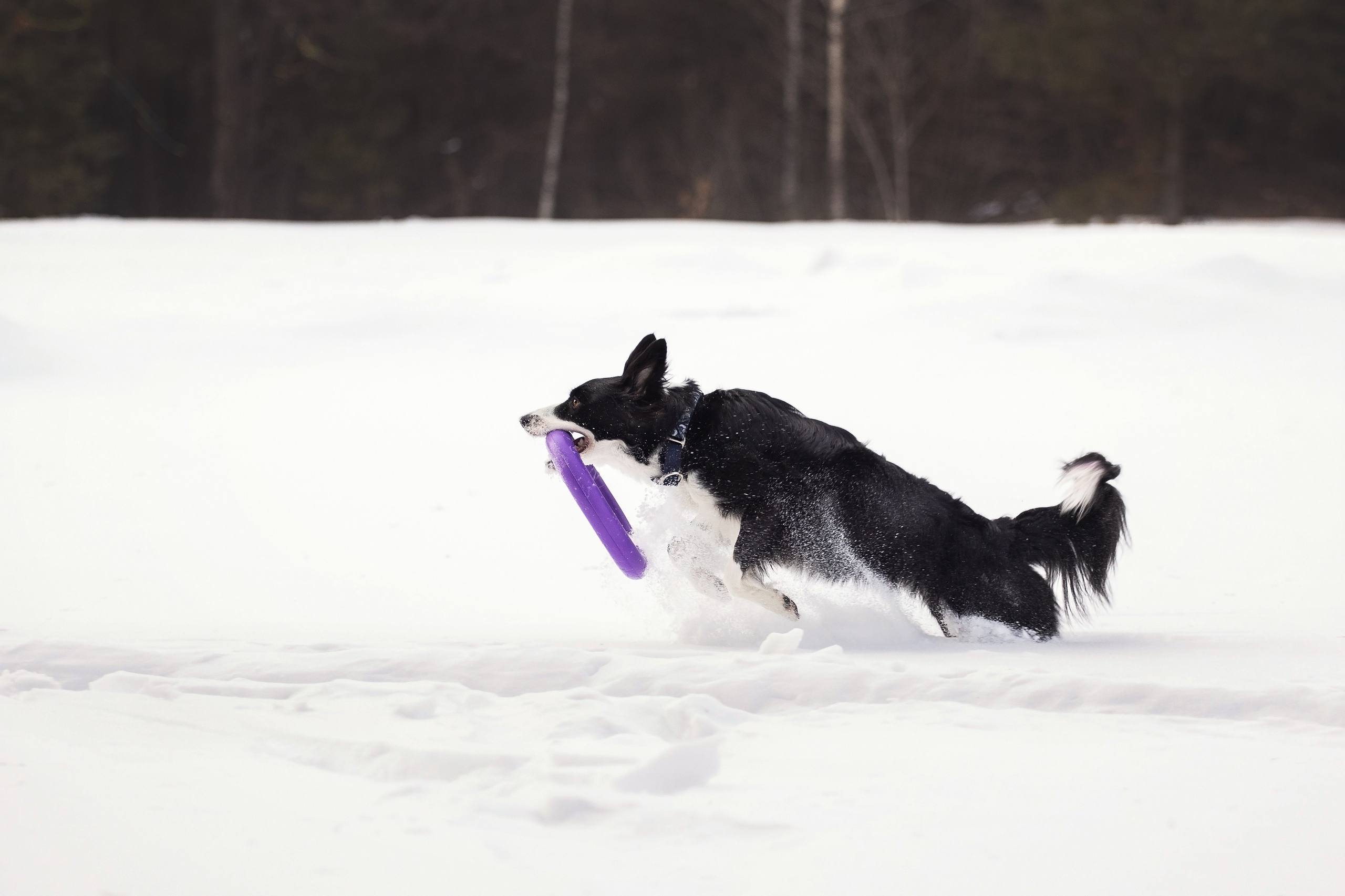 Арина и Грейс. YULA KOLESOVA | Фотограф — Анималист | Художник | Тюмень