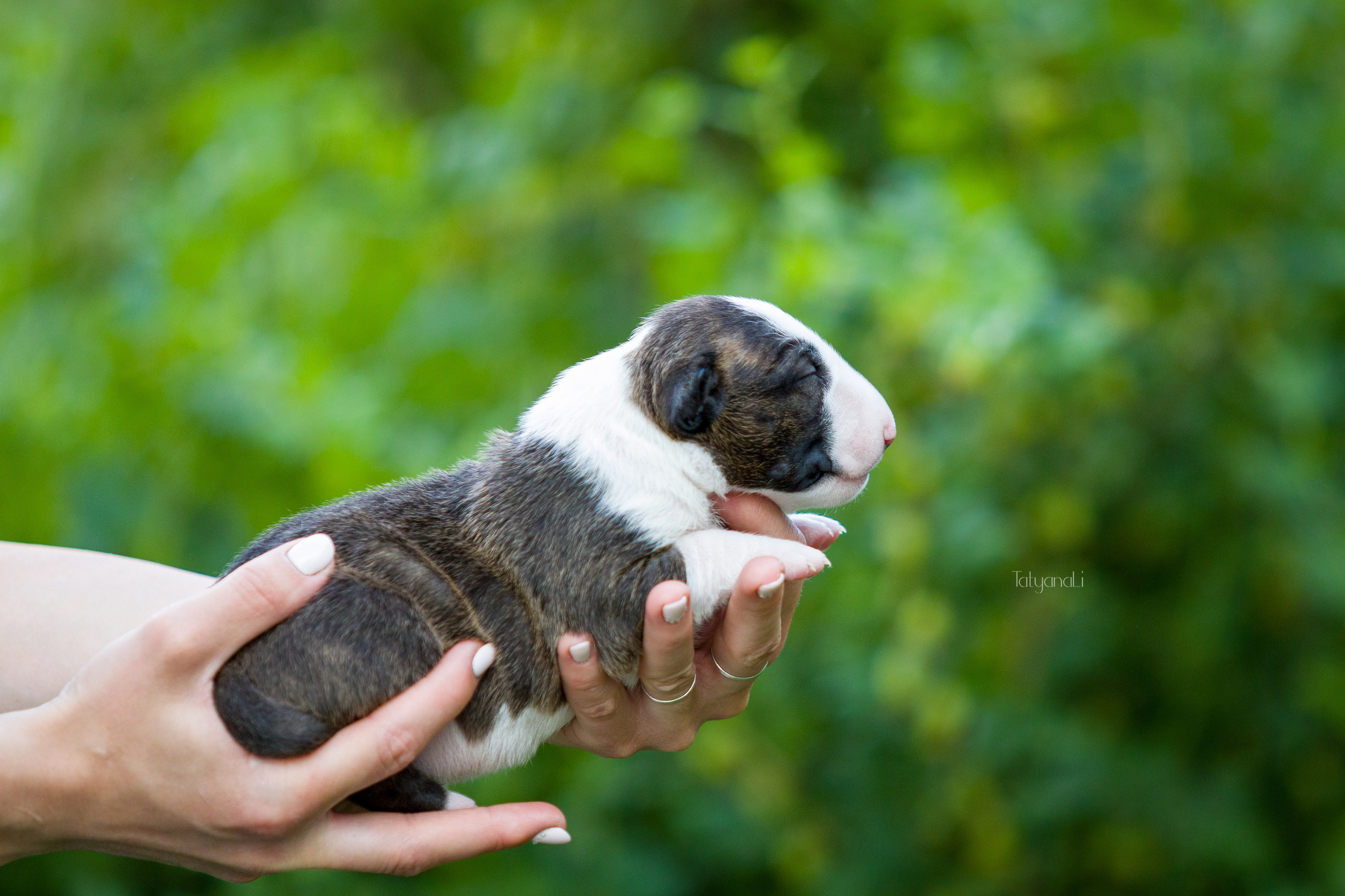 Стандартный бультерьер. Фотограф — анималист Татьяна Ли