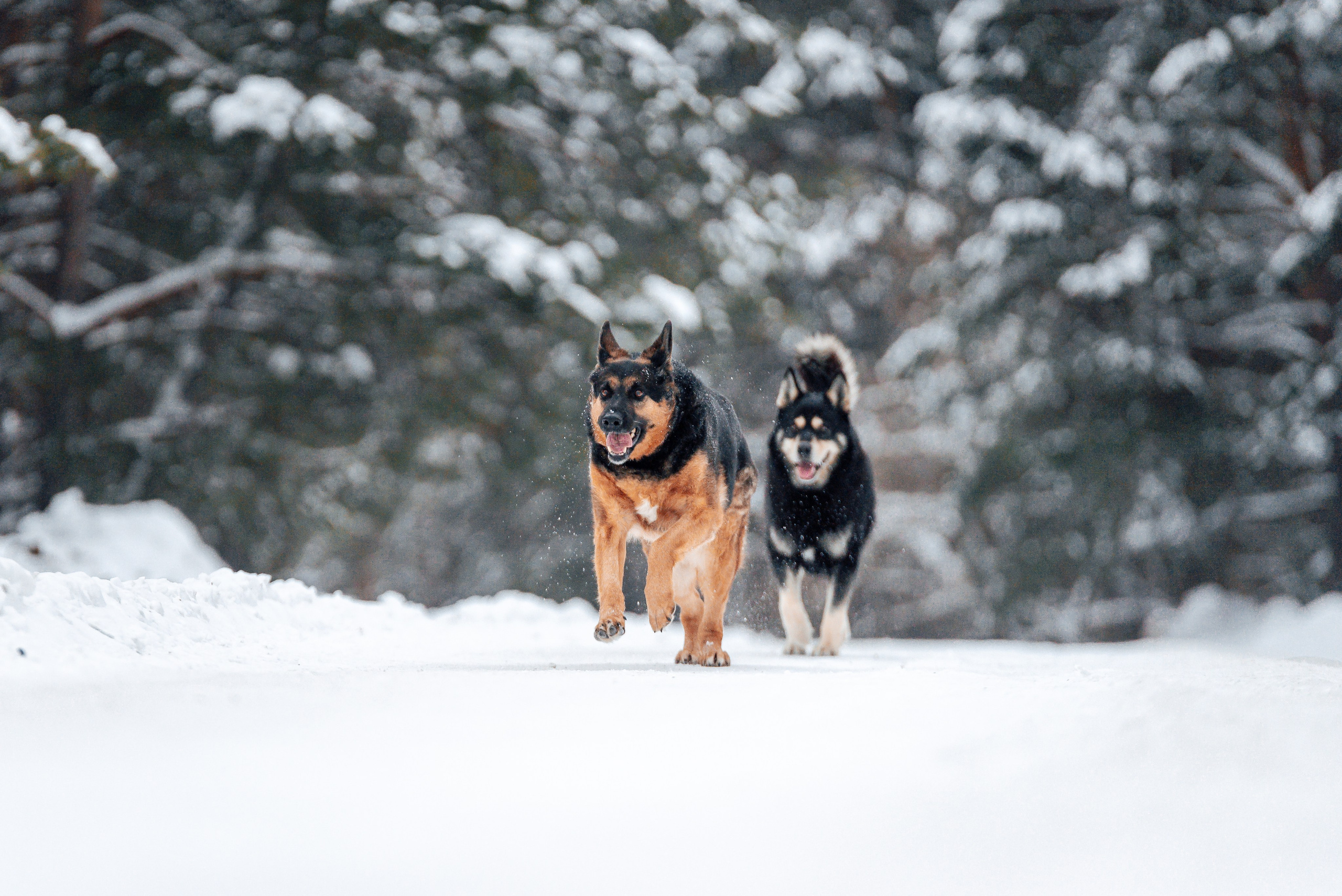 Светлана, Альфа и кошки ✨. Фотограф-анималист Анастасия Парфенова|Екатеринбург