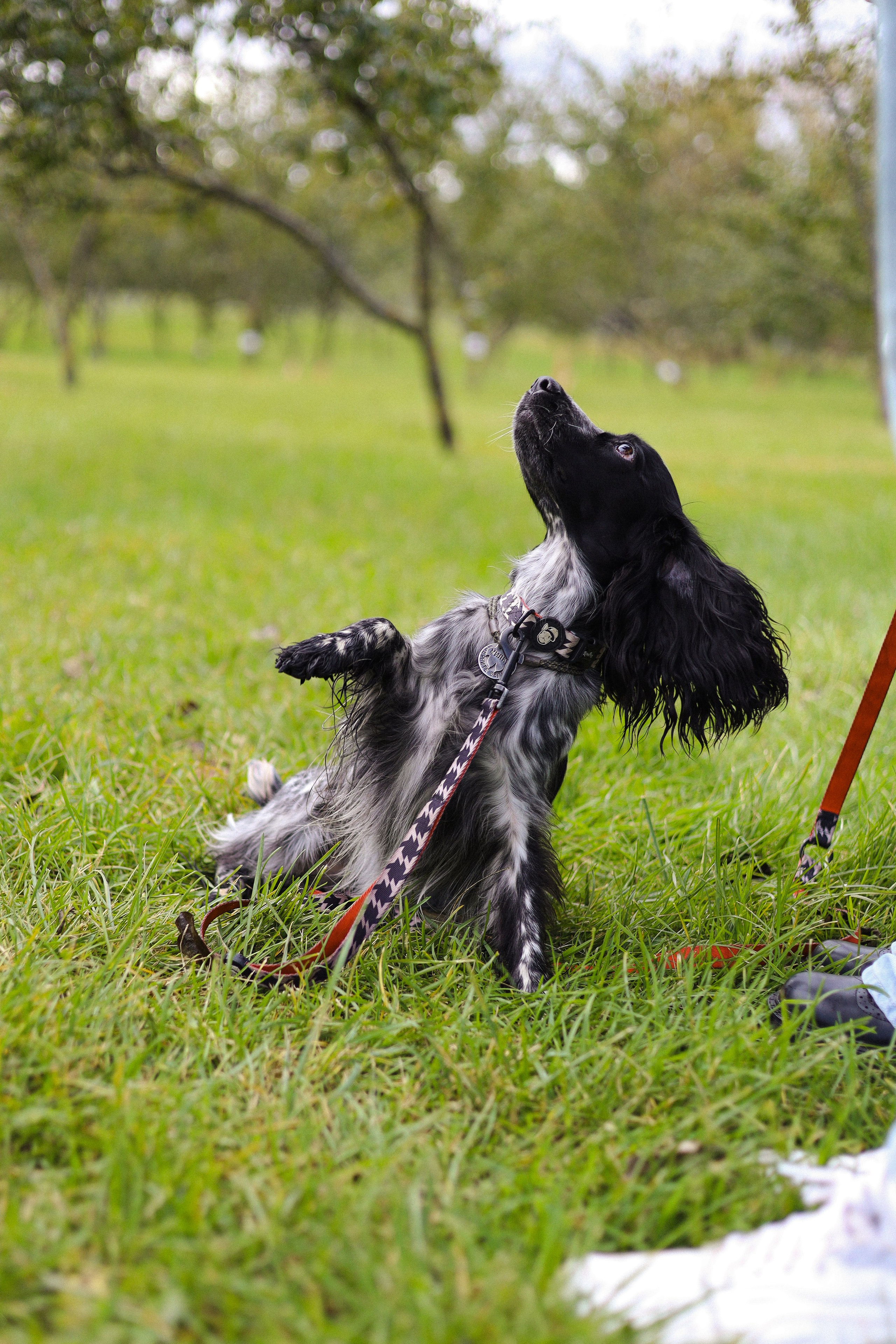 Милка, Вероника и Тимофей. Фотограф-анималист Ксения Шевцова|Москва
