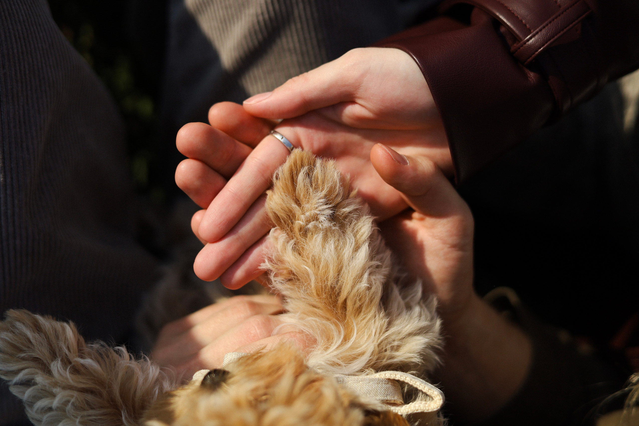 Лили, Роман и Анастасия. Фотограф-анималист Ксения Шевцова|Москва