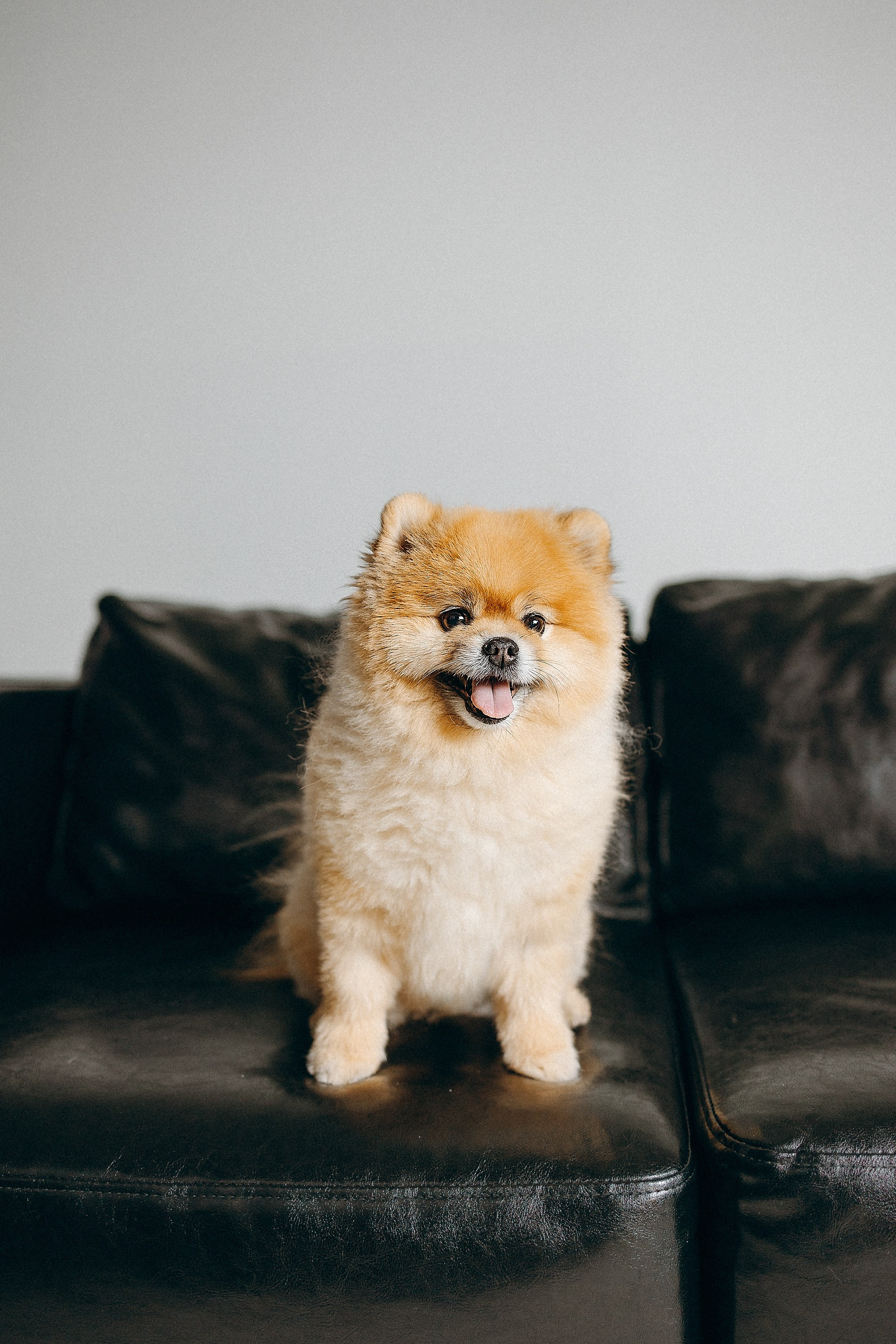 Индивидуальная фотосессия Лизы. Фотограф. Фотограф-анималист. Москва