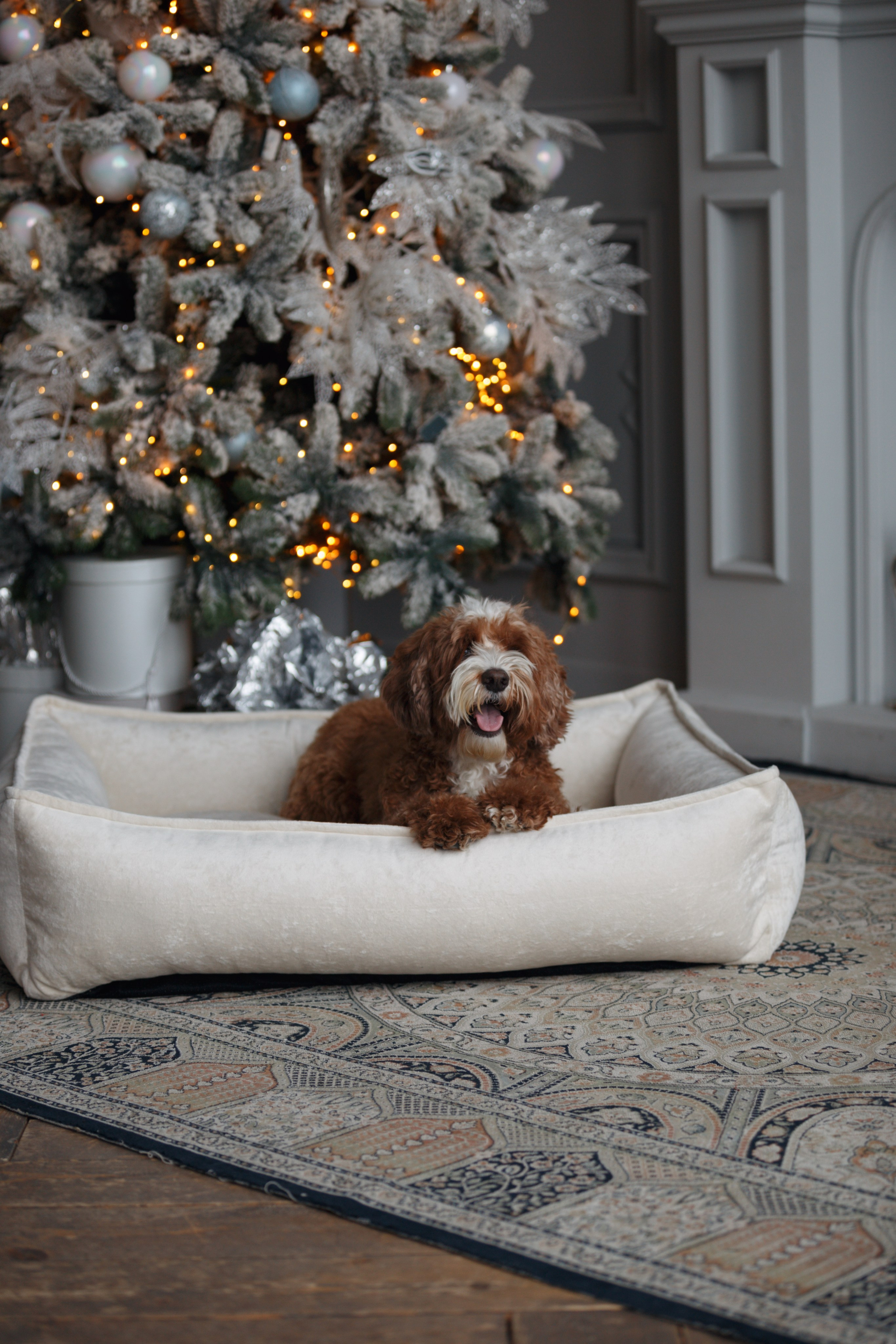 Bmbh лежанки и адресники. Фотограф анималист Кристина Карпова, Москва