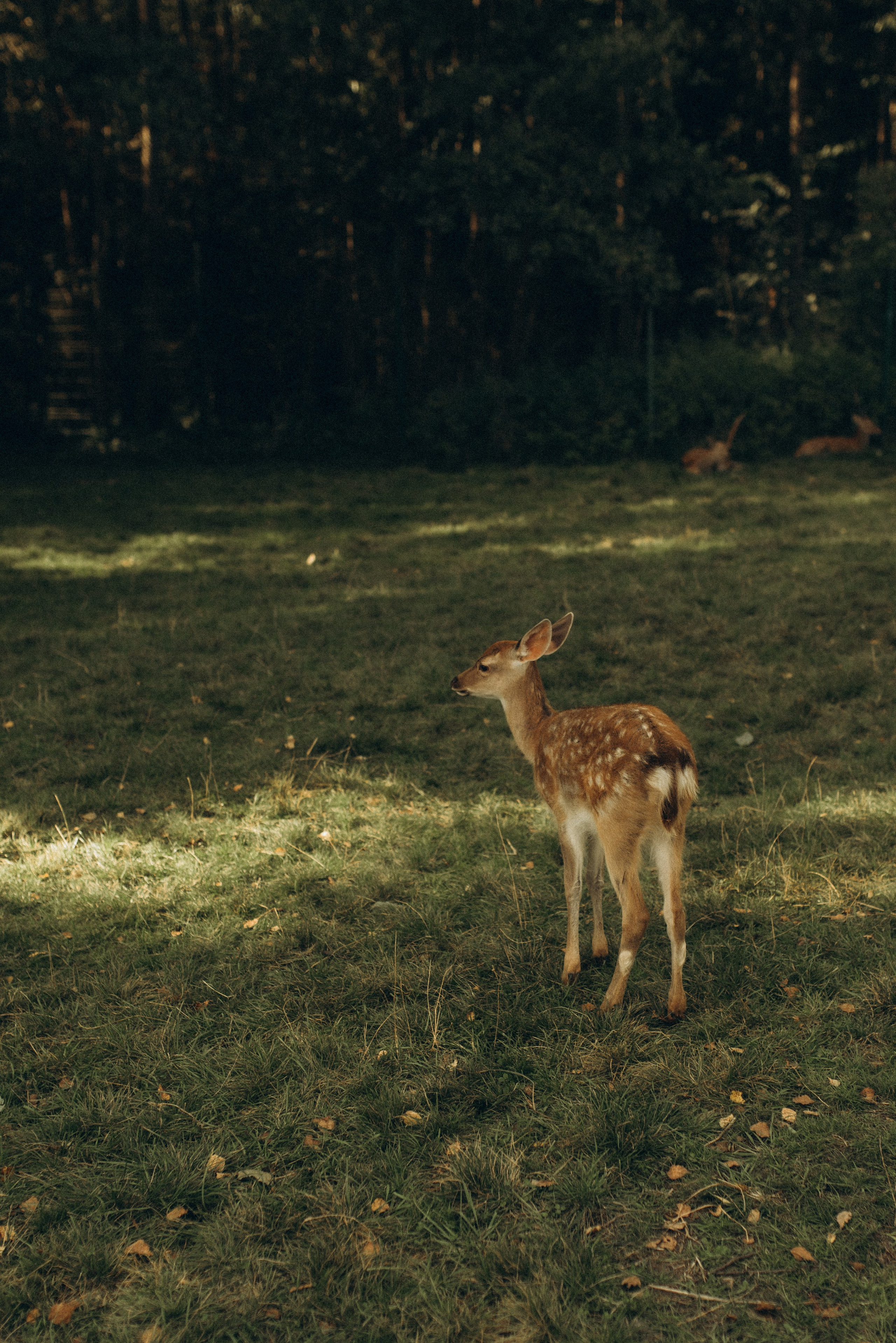 Прогулка к оленям. Семейный фотограф в Москве Екатерина Север