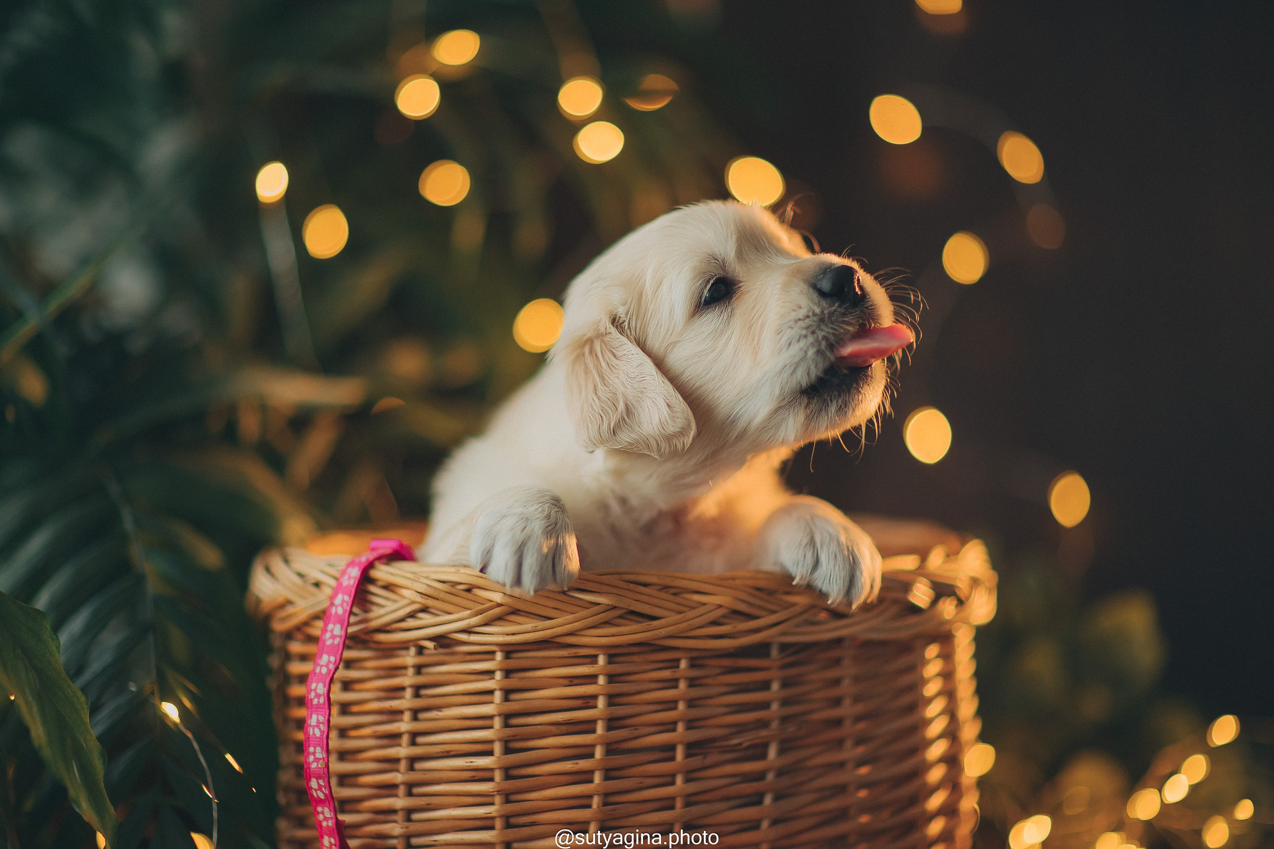 Розовый ошейник. Свадебный и женский фотограф