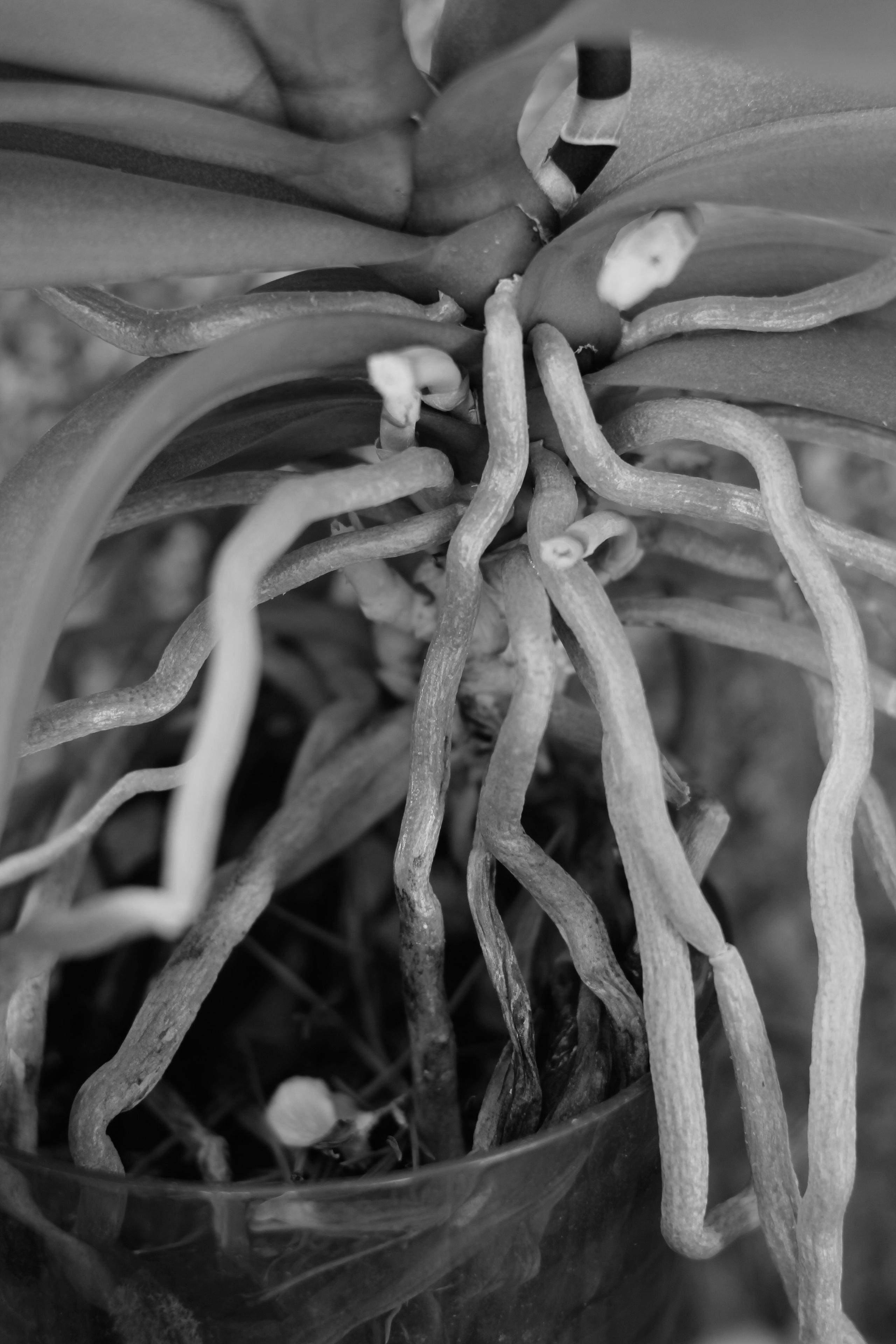 ЧБ. Фотограф Соня с Земли