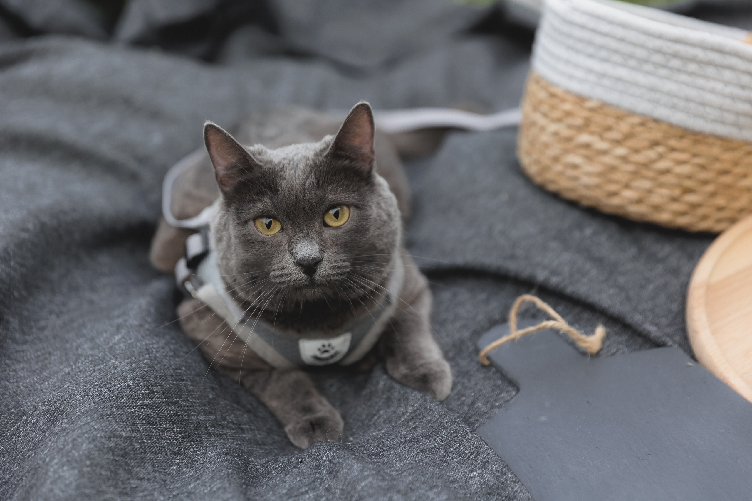 Очень кошачья Лавстори. Фотограф в Волгограде — Александра Искандерова